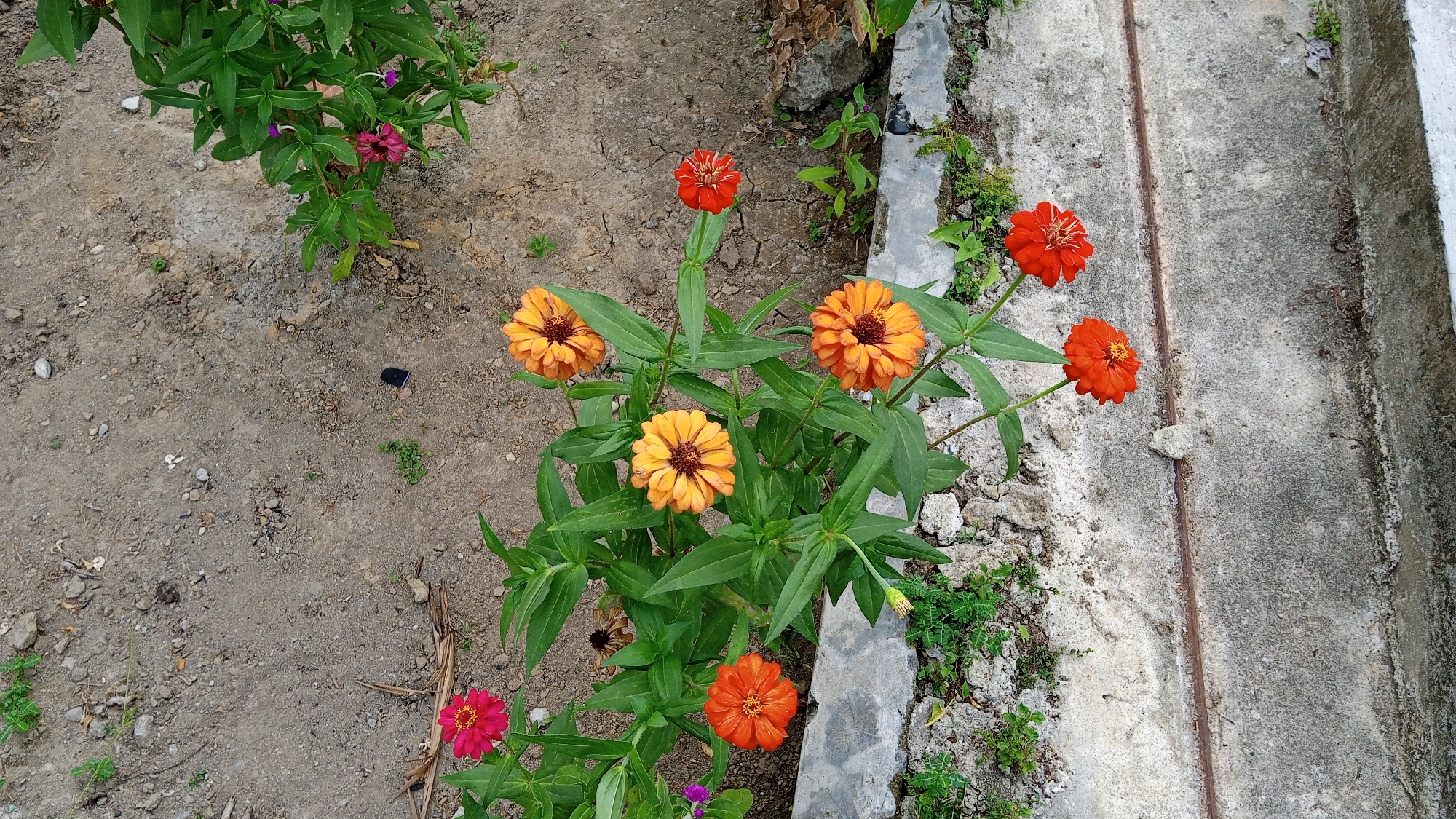 In a garden setting within Cotpeutek, Indonesia, a cluster of zinnia flowers are in bloom. The foreground is dominated by a central plant bearing multiple orange and yellow zinnias, with one smaller red zinnia to the left and another orange one at the bottom. To the right of this central plant, two bright red zinnias are positioned near a concrete edge. The ground is composed of dry, cracked soil interspersed with small stones and sparse green vegetation. The background features a more overgrown area with larger green leaves and hints of other flowers, suggesting a naturalized or partially maintained garden space. A concrete drainage channel runs along the right side of the frame, bordered by the planting area. No people are visible in the image.