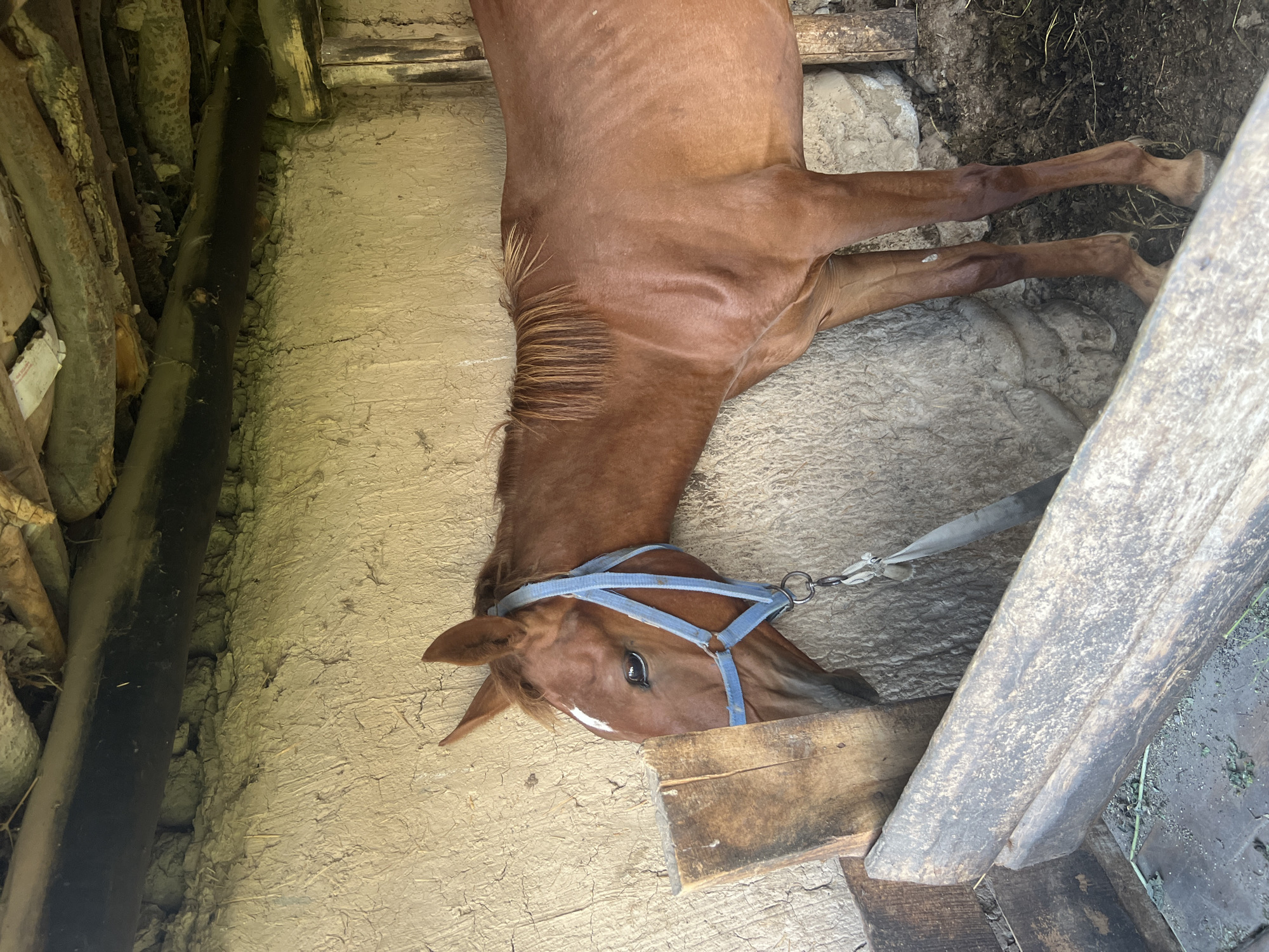 A brown horse with a blue halter stands in a stable. The horse is positioned facing left, with its head lowered into a wooden trough. The stable walls are made of mud and straw, and the ceiling is constructed from rough logs and branches. The floor is dirt and appears to be covered in straw and animal waste. The overall scene suggests a rustic, rural environment. The city of Kotormo, Kyrgyzstan is mentioned as the location, implying this stable is within or near that area.