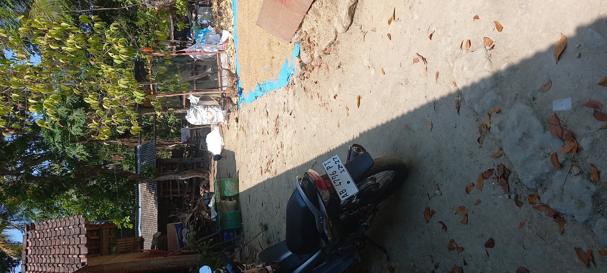 In the city of Sidorejo, Indonesia, an outdoor scene unfolds under a bright sky, casting distinct shadows. A motorcycle is parked on the left foreground, its license plate reading "AB 4796 PT 12-27." The ground is a mixture of dirt and scattered dry leaves. In the mid-ground, a group of chickens is foraging near a large spread of light-colored grain, possibly rice, laid out on a blue tarp. Behind the grain, several large white sacks are visible, suggesting storage or recent arrivals. Further back, a rustic building with a tiled roof stands to the left, and trees with lush green foliage dominate the background, interspersed with more simple structures. The environment appears to be a rural or semi-rural setting, possibly a farm or a residential area where agricultural activities are taking place.