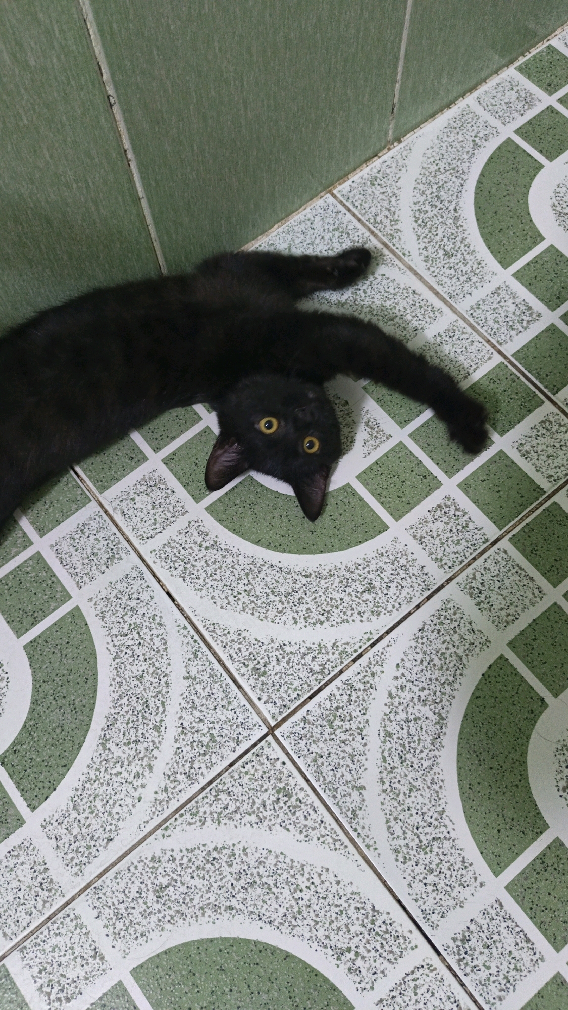 A black cat is lying on its back on a floor with a green and white patterned tile. The cat's eyes are open and bright yellow. Its legs are splayed out. The floor is tiled with a geometric pattern of green and white squares, with some tiles having a speckled white and green design. The wall behind the cat is tiled with plain green tiles. The scene appears to be indoors. The location in the city of Erbil, Iraq is not determinable from the image.