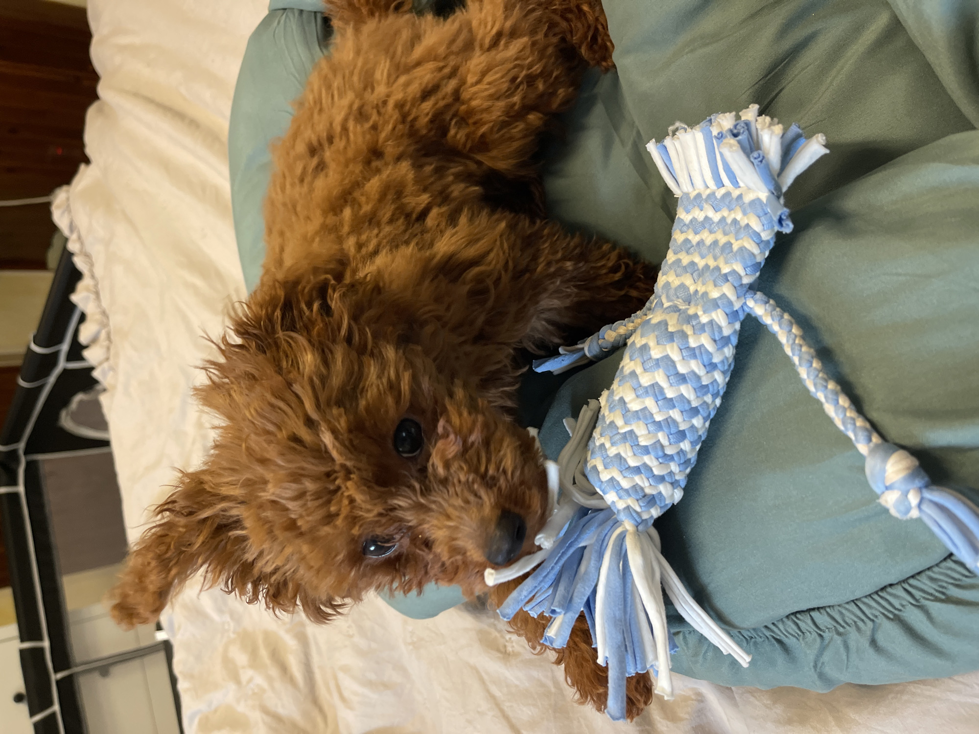 A reddish-brown poodle puppy lies on a light blue bed or cushion. The puppy is partially on a white and blue braided rope toy. The bed is on top of a white sheet. The floor is partially visible in the lower left corner, and shows a black metal structure. The location is not discernible from the image.