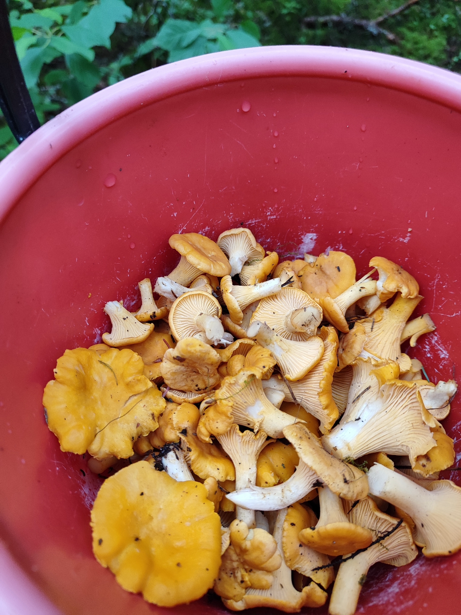 A close-up, overhead shot shows a large, bright red bucket filled with freshly picked chanterelle mushrooms. The mushrooms are predominantly yellow and orange, with visible gills on the underside of their caps. Some mushrooms are whole, while others appear to have been broken during collection. Small specks of dirt and debris are scattered among the mushrooms. The bucket itself has visible water droplets on its surface. The background is blurred, but suggests an outdoor, natural setting with green foliage. The image was captured in Дабрамыслінскі сельскі Савет, Belarus.