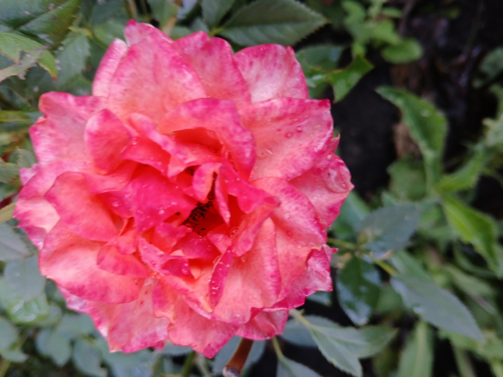 A close-up, high-angle shot focuses on a vibrant, multi-layered pink and orange rose with dew drops on its petals. The rose is centered in the frame against a blurred background of green leaves and dark soil, suggesting an outdoor garden setting in Lipetsk, Russia. No people or specific actions are visible, the image captures a still moment of natural beauty.
