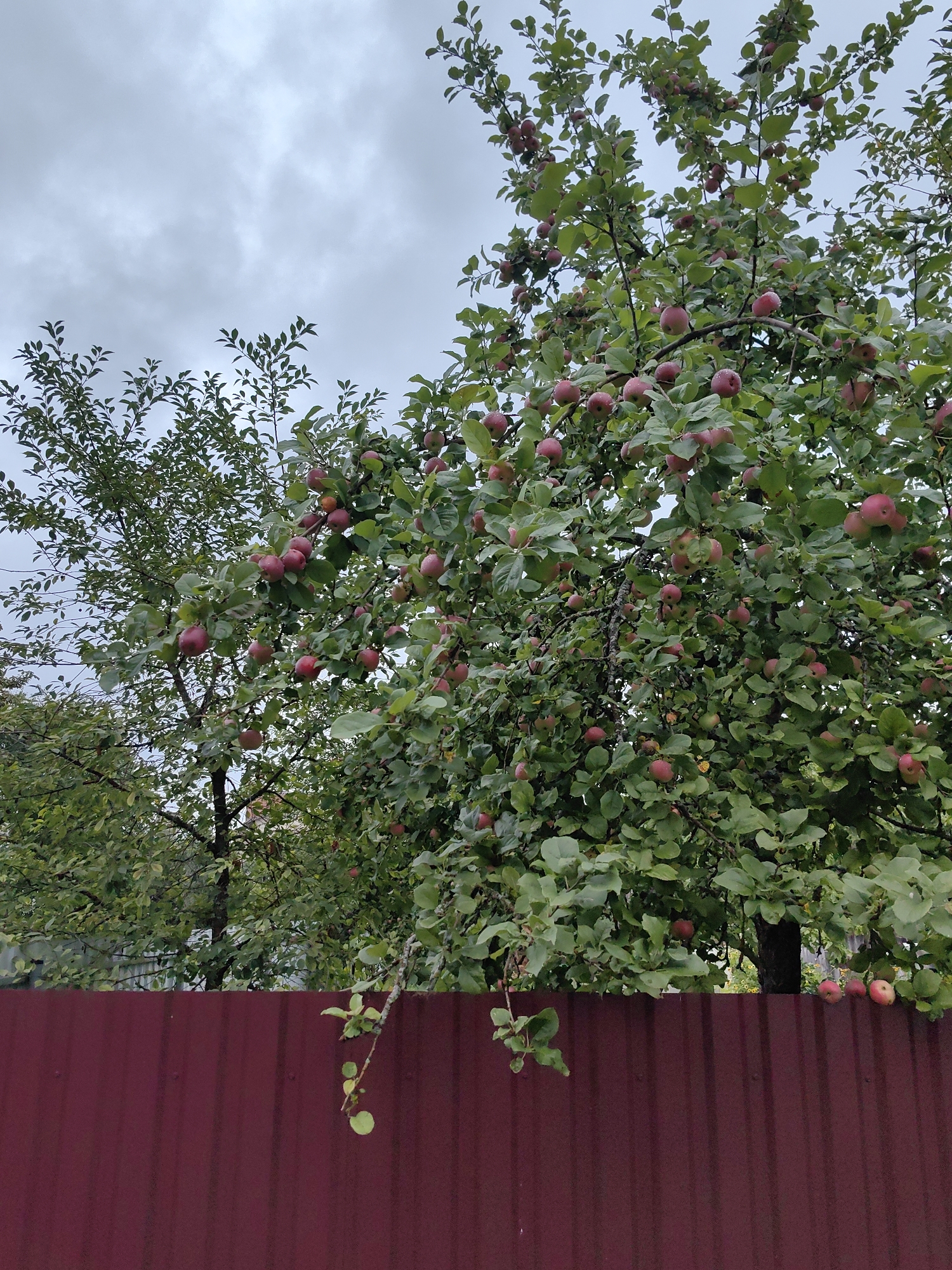 The image captures an apple tree laden with ripe red apples, situated in front of a dark red corrugated metal fence. The tree is a prominent subject, with numerous apples visible amongst its green foliage. The sky above is overcast and gray. The scene appears to be an outdoor setting, likely a backyard or garden, given the presence of the fence and the fruit-bearing tree. The overall impression is that of an autumn harvest scene in Myadzyel, Belarus. There are no people or animals visible in the frame.