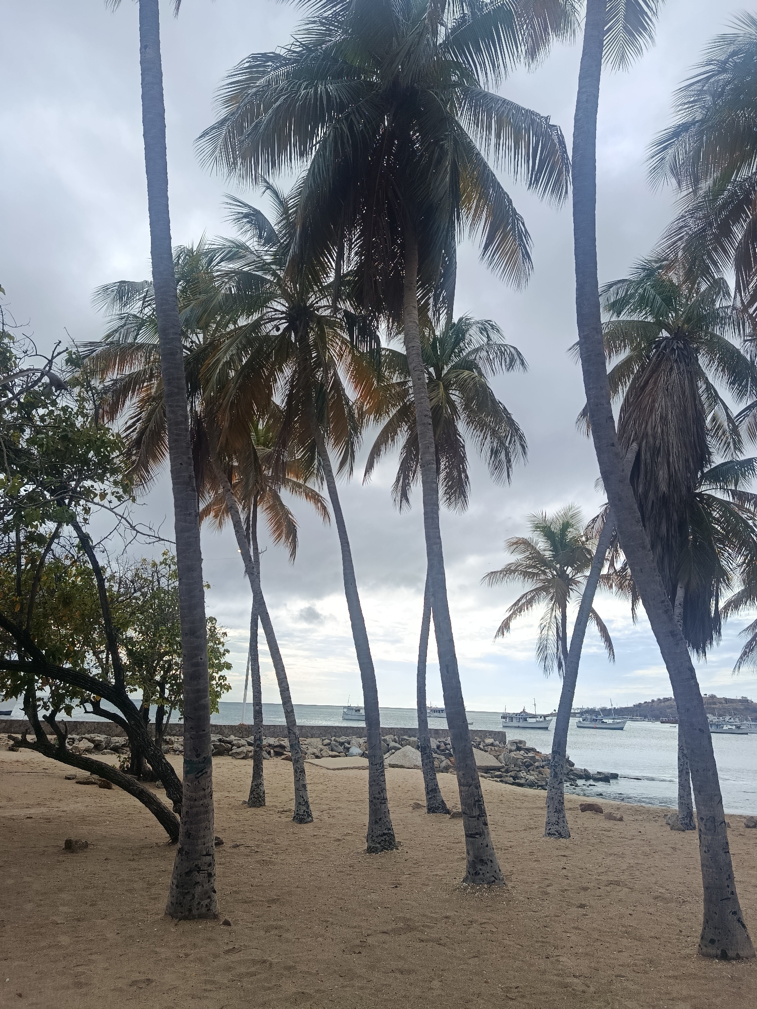 This vertical shot captures a tranquil coastal scene in Juan Griego, Venezuela, under an overcast sky. The foreground is dominated by a sandy beach with numerous tall palm trees, many of which lean at various angles. Their slender, textured trunks rise towards the sky, and their fronds are visible, some appearing sun-drenched even through the clouds, others darker against the light. To the far left, a dense cluster of other trees and shrubs with green foliage and gnarled branches adds variety to the vegetation.
The sandy ground appears firm and sparsely vegetated, leading down to the water's edge. A rocky shoreline with a low stone wall separates the beach from the calm, grey-blue sea. Several white boats are anchored or moored in the midground, suggesting a harbor or bay. In the distance, a hilly landmass is visible on the right side, completing the coastal panorama.
The sky is predominantly cloudy and grey, indicating an overcast day, which casts a soft, diffused light over the entire scene. There are no people visible, and no specific activities are taking place, contributing to a sense of peaceful solitude. No text is visible in the image. The overall impression is one of natural beauty and quiet coastal life.