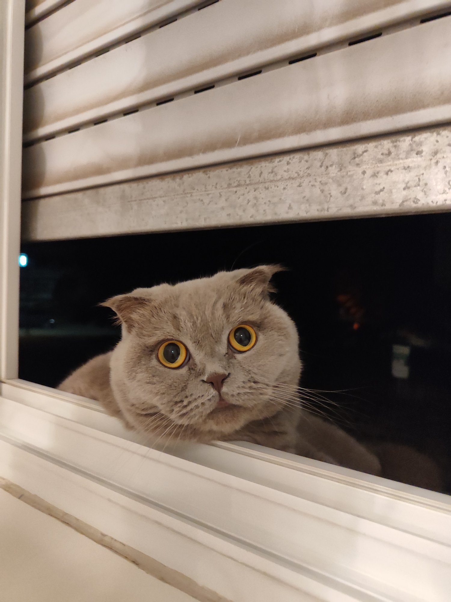 A light gray Scottish Fold cat with large, round, amber eyes peeks over a white windowsill. The cat's ears are folded down, and its whiskers are prominent. Behind the cat, a dark background is visible, with some faint lights suggesting an urban setting at night. Above the cat, a closed, off-white roller blind with horizontal slats covers the window. The scene is indoors, likely in a residential setting in Offenburg, Germany. The lighting is dim, and the focus is on the cat's face.