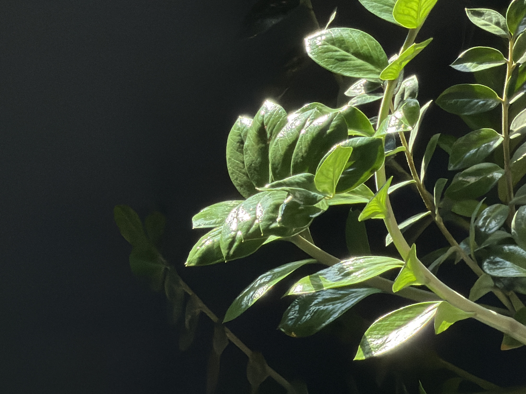 The image shows a ZZ plant with glossy green leaves against a dark, almost black background. The plant is partially illuminated, with sunlight reflecting off the leaves, creating bright highlights. There is a blurred reflection of the plant visible in the dark space to the left. The background is out of focus, rendering the location unrecognizable; there is no indication of the city of Izhevsk, Russia.