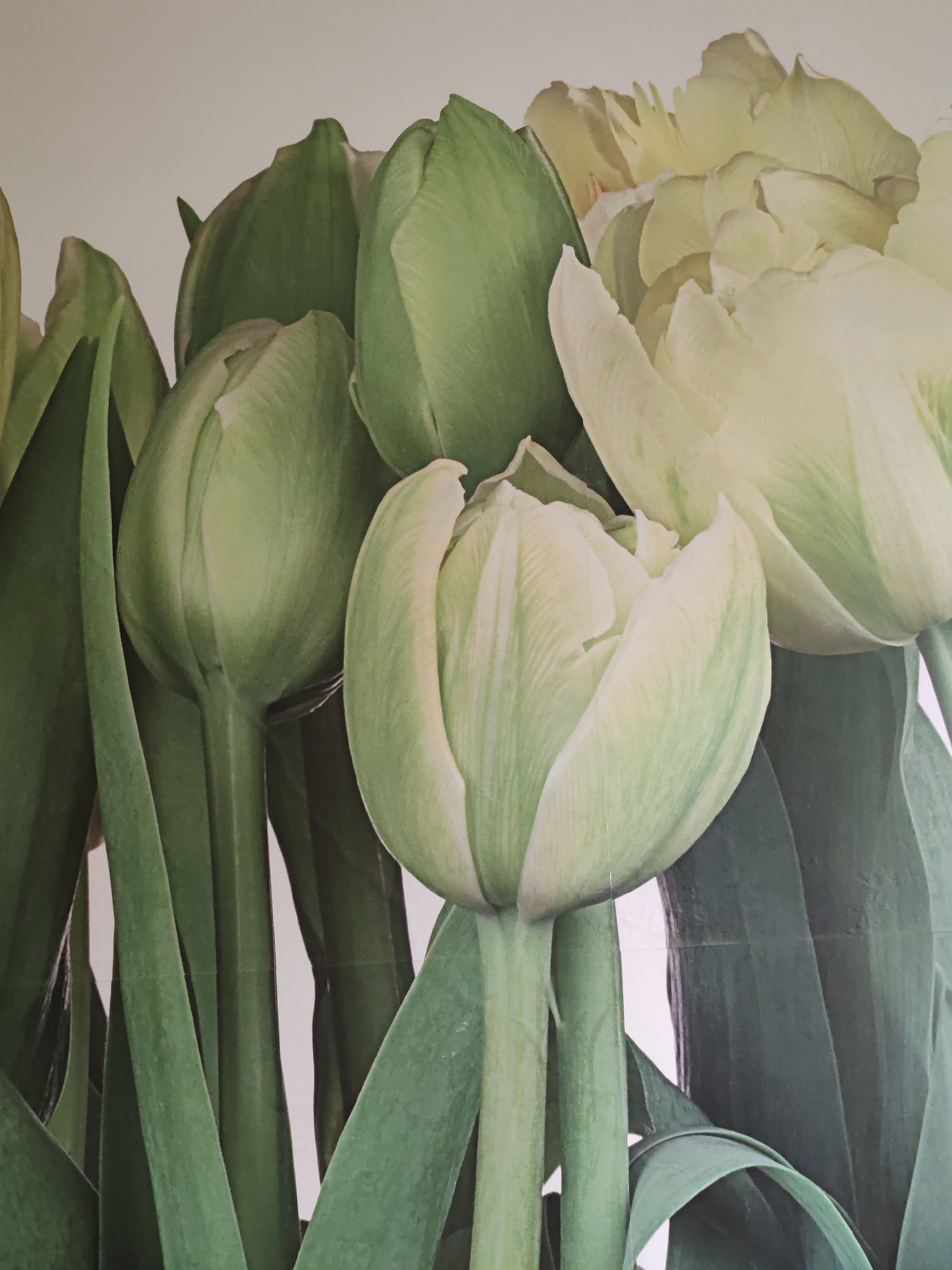 A close-up, vertical shot displays a bouquet of pale green tulips against a light background. The tulips are in various stages of bloom, with some tightly closed buds and others partially unfurled, revealing delicate petals. The stems and long, broad leaves are rendered in a deeper shade of green, creating a striking contrast with the lighter flowers. The image is characterized by its soft lighting and smooth textures, with no discernible features of a city or specific location.