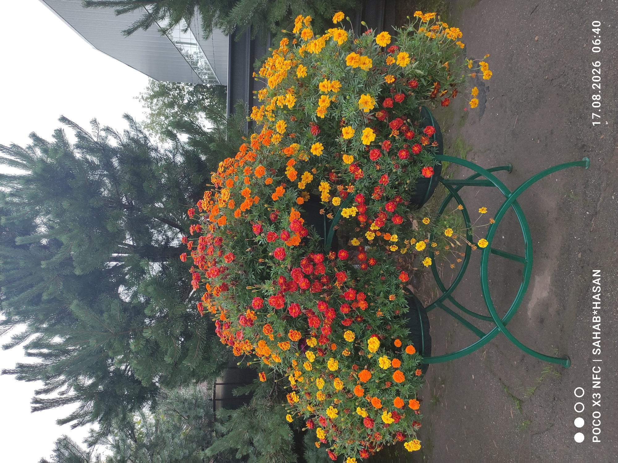 This is a vertical, eye-level, outdoor photograph of two large potted flowering plants filled with marigolds in shades of red, orange, and yellow. The plants are arranged on a dark green, metal stand with a curvilinear design, positioned on a grey, paved surface. In the background, several dark green pine trees are visible, along with a modern, grey building with a sloped roof and glass accents. The sky is overcast and bright white. The bottom of the image shows a timestamp and text identifying the phone model and possibly the photographer or a location. This scene is located in the city of Kostroma, Russia.