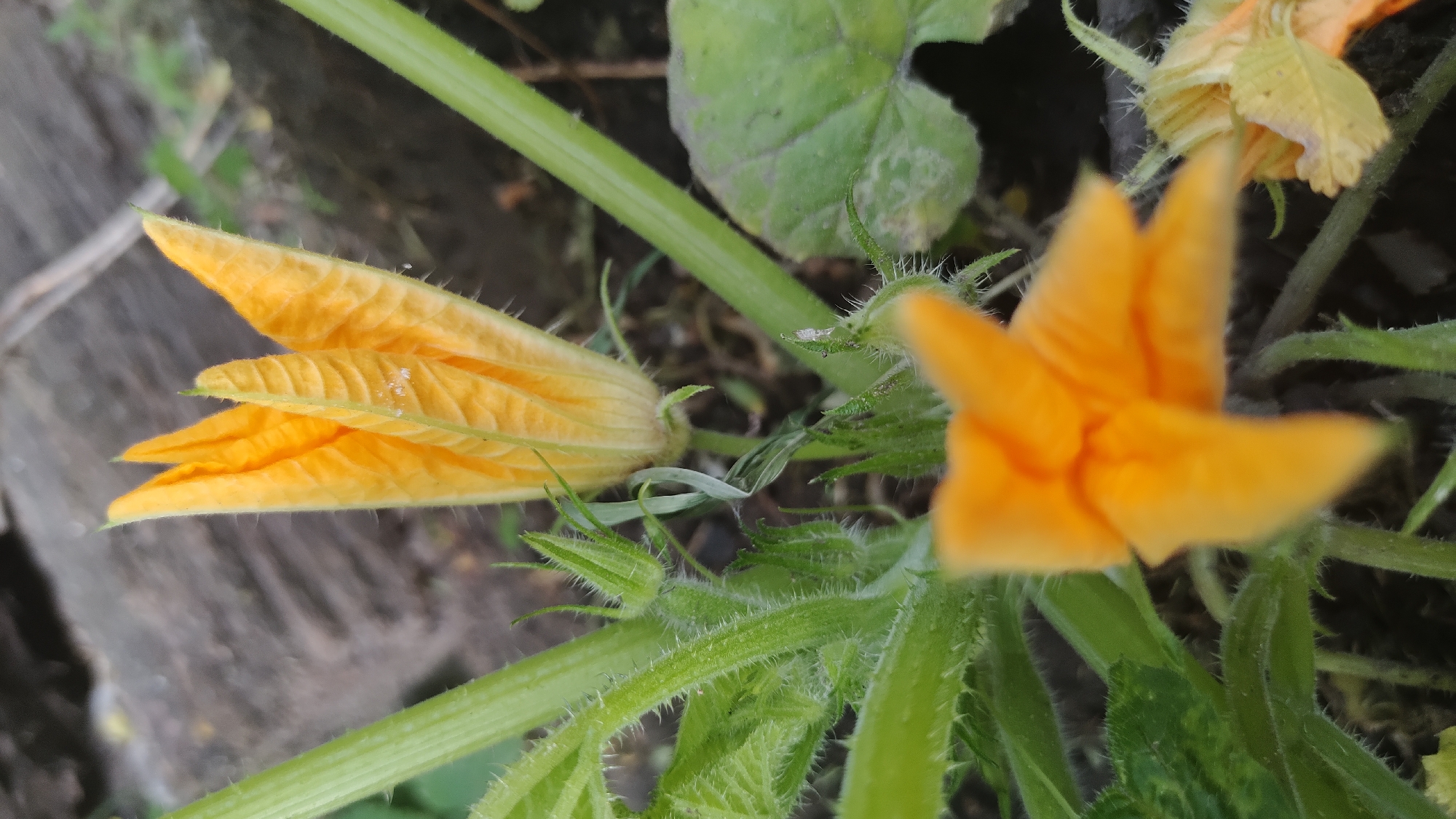 This image captures a close-up view of two yellow zucchini flowers growing on a vine. The top flower is in bud form, its petals tightly closed, while the bottom flower is fully open, revealing its star-like shape. The green stem and leaves of the plant are visible, covered in fine, fuzzy hairs. The background is blurred, showing dark soil and a rough, textured surface that appears to be a piece of wood. There is no indication of people, actions, or interactions. The setting is likely a garden in Mikhaylovka, Russia, though this cannot be definitively confirmed from the image alone.