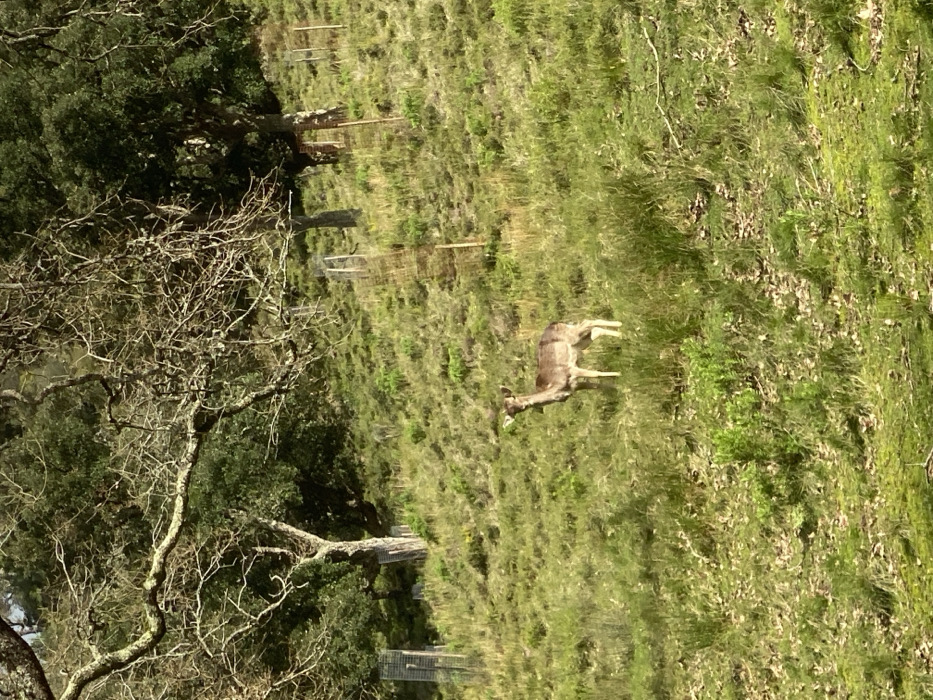 A deer stands in a grassy, sloped field. The animal faces left, its head lowered to graze. A few small trees and foliage line the left edge of the field. The sky is not visible. Distant fences run across the hillside. There is a dead tree in the left foreground.