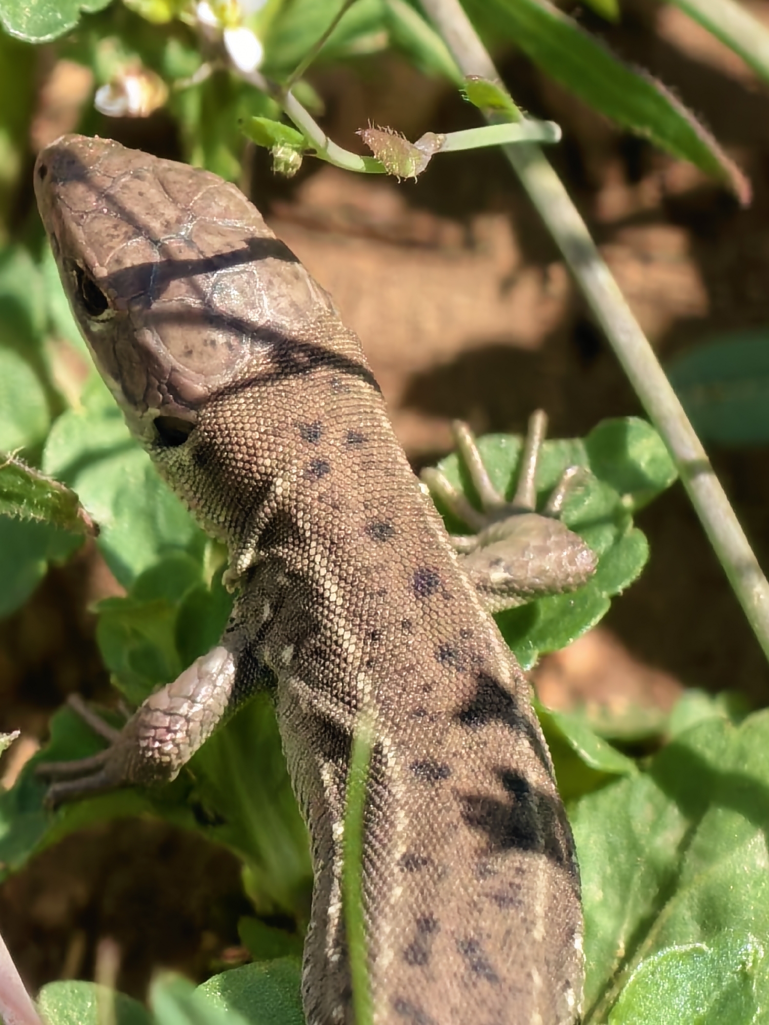 A medium-close shot captures a brown lizard with small black spots resting on vibrant green vegetation. The lizard is oriented with its head turned toward the upper left of the frame. Its rough skin texture is visible, and its limbs are spread out on the leaves. The background is a blurred mix of soil and additional foliage. The image appears to be taken outdoors, with natural lighting casting shadows on the lizard. The location is not identifiable.