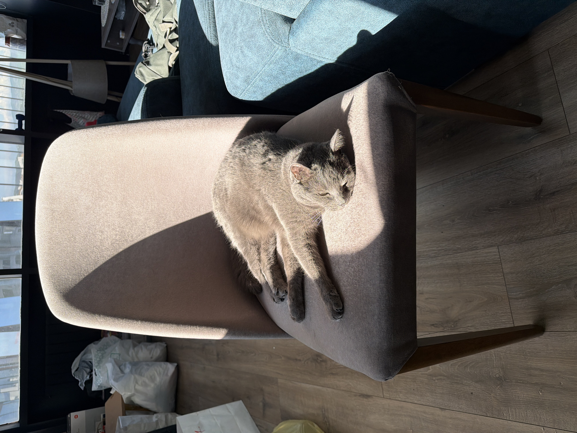 A gray cat is reclining on a taupe-colored chair illuminated by sunlight indoors. The chair has wooden legs and is situated on a dark wood-grain floor. Adjacent to the chair is a blue armchair. In the background, near a window, there are boxes and other miscellaneous items. It is not possible to ascertain the location as Tbilisi, Georgia, or any other city from the visual data provided.