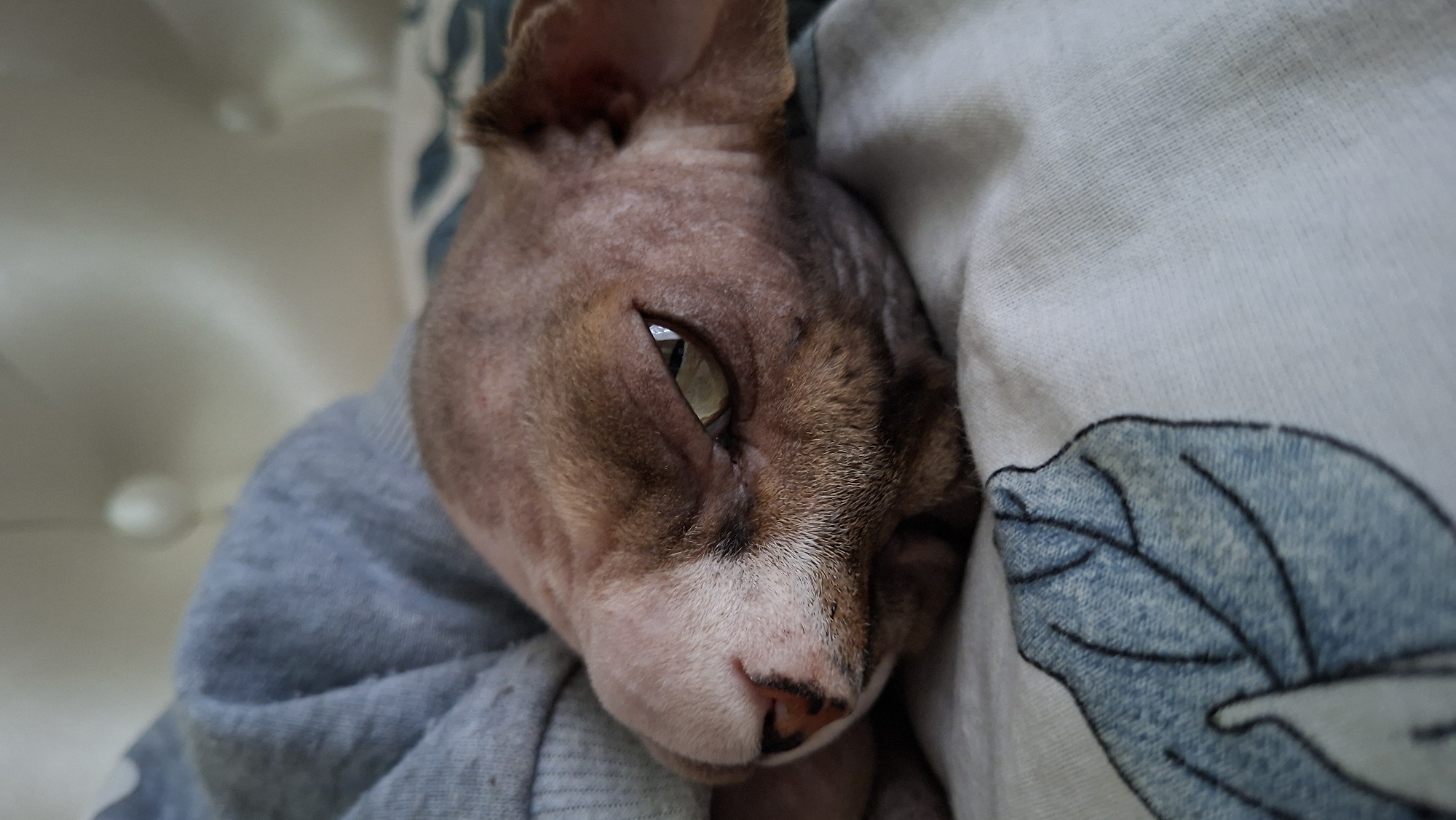 A Sphynx cat is nestled in a light blue garment, with its head resting on a white and blue leaf-patterned blanket. The cat's face is partially visible, showing its closed eye and the side of its head with prominent ears. The background is blurred, with a hint of a white, possibly upholstered, surface. The scene appears to be indoors, likely in a domestic setting. There is no identifiable information indicating the location in the city of Myadzyel, Belarus.