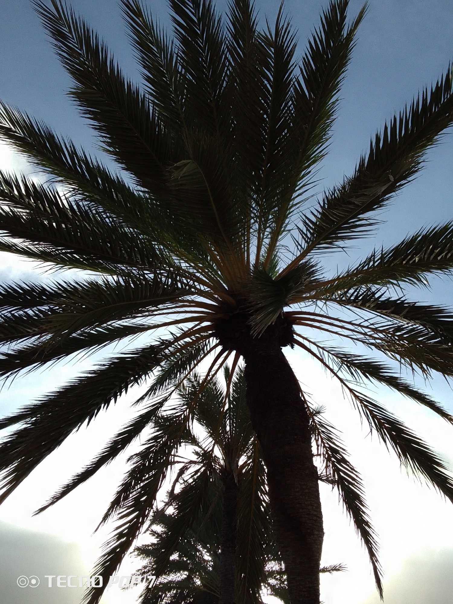 The image shows a low-angle view looking up at a date palm tree (Phoenix dactylifera) in Pedro González, Venezuela. The trunk of the tree is brown and textured. The fronds are dark green and radiate outwards. Some fronds are silhouetted against the sky. The sky is light blue with some clouds visible between the fronds. Another palm tree is visible behind the main one, also silhouetted. The horizon is bright, possibly due to the sun. The "TECNOPOR" watermark is present in the bottom left corner of the frame.