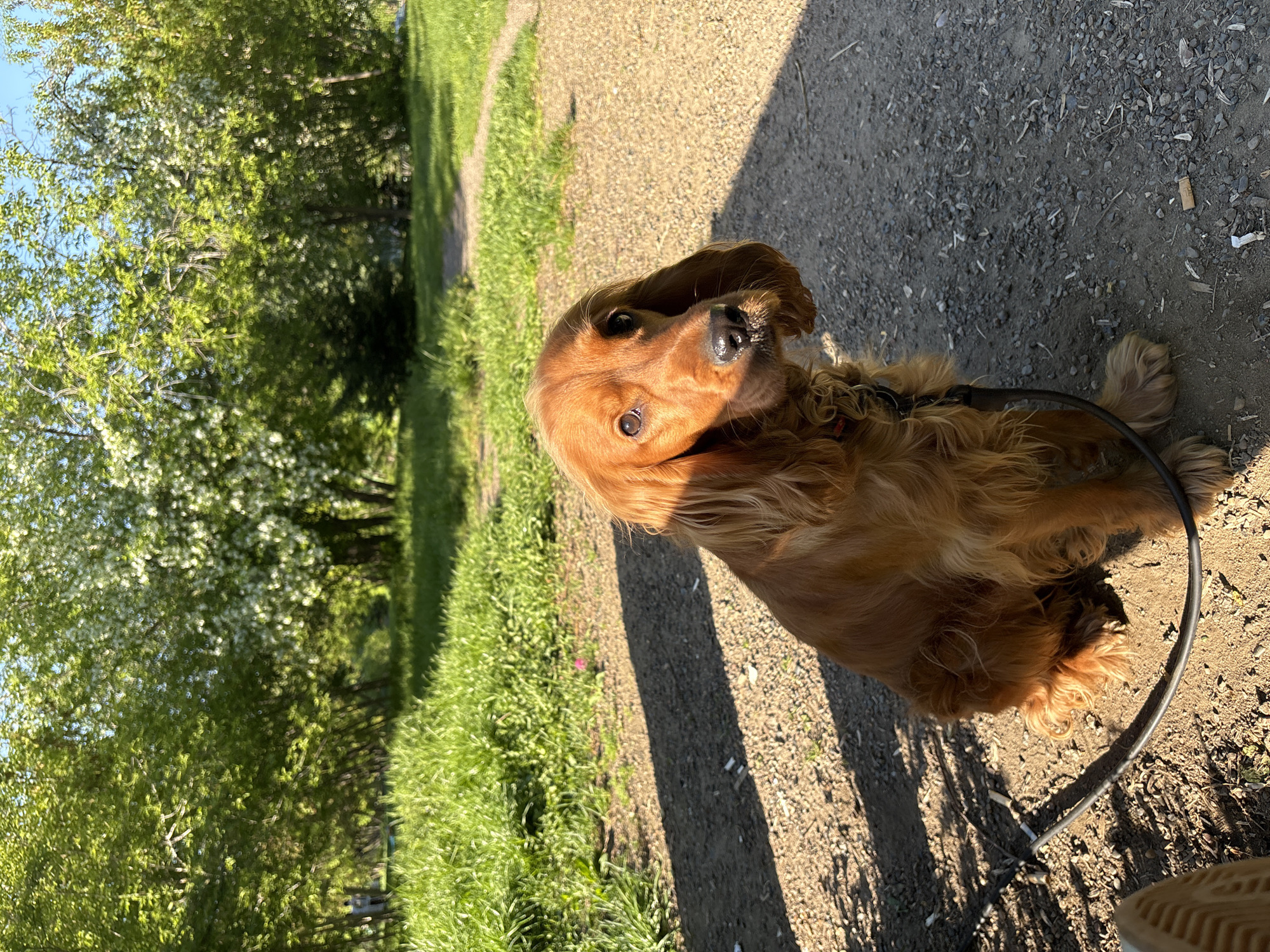 This image, taken in Krasnoyarsk, Russia, captures a charming golden-brown dog sitting on a sunlit gravel path. The dog, likely a Cocker Spaniel or a similar breed with long, wavy fur and floppy ears, looks directly at the camera with an attentive and curious expression. Its nose appears slightly moist, and its eyes are bright. A black leash is visible, attached to the dog's collar and resting on the ground near its hindquarters.
The setting is an outdoor park or natural area, characterized by lush greenery and clear skies. To the left of the path, vibrant green grass and leafy trees with some white blossoms create a rich, natural backdrop. A bright, clear blue sky is visible above the treeline in the upper left corner.
The strong, natural sunlight illuminates the scene, casting distinct, elongated shadows across the path, suggesting it is midday or late afternoon on a bright, clear day. The path itself is made of light brown gravel and dirt, with another section winding into the distance through the green landscape. The overall atmosphere is peaceful, capturing a moment during a walk. No visible text is present in the image.