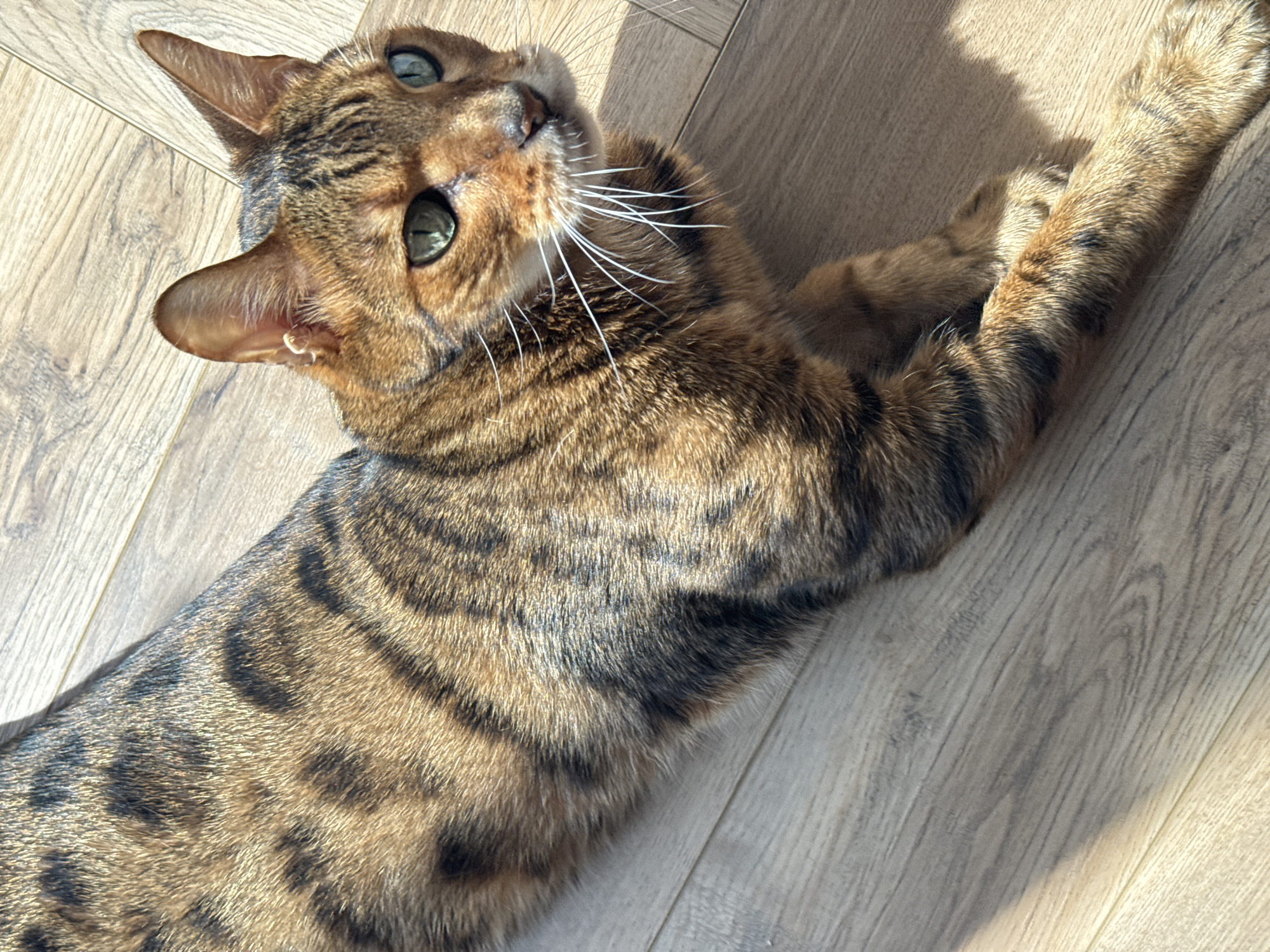 An adult Bengal cat with green eyes and distinctive spotted and striped fur lies stretched out on a wooden floor. The cat is facing the viewer's right, with its head turned slightly towards the camera. Sunlight casts shadows on the floor and highlights the cat's coat. The background consists of light brown wooden planks. No people are present in the image. The setting is an indoor environment, likely a room with a wooden floor.