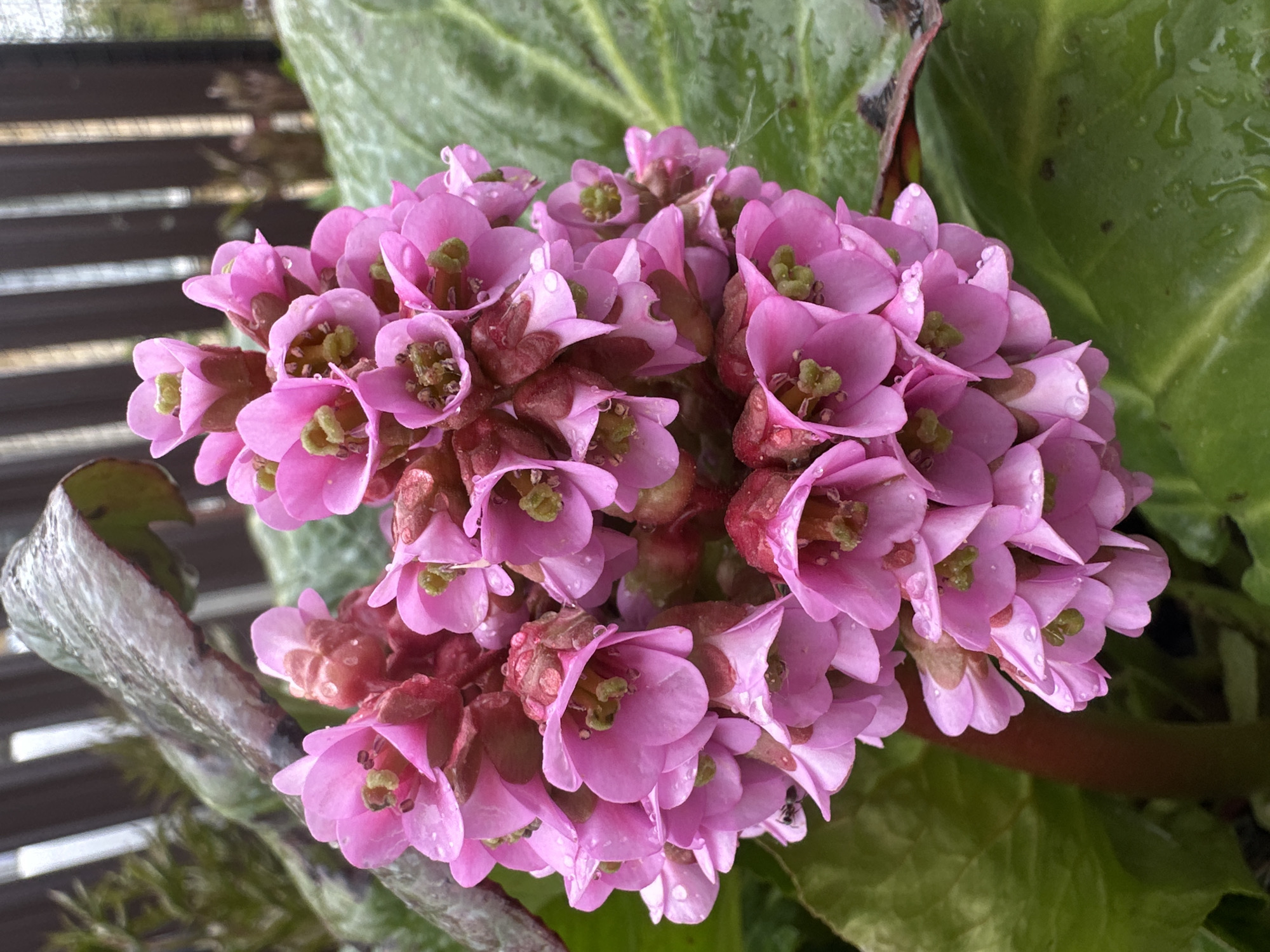 The image shows a dense cluster of pink Bergenia flowers with green centers, likely taken in a garden or park. Raindrops are visible on the petals and surrounding green leaves. A blurred fence or railing is partially visible in the background. There's no evidence in the image to indicate this image was taken in Nizhny Novgorod, Russia.