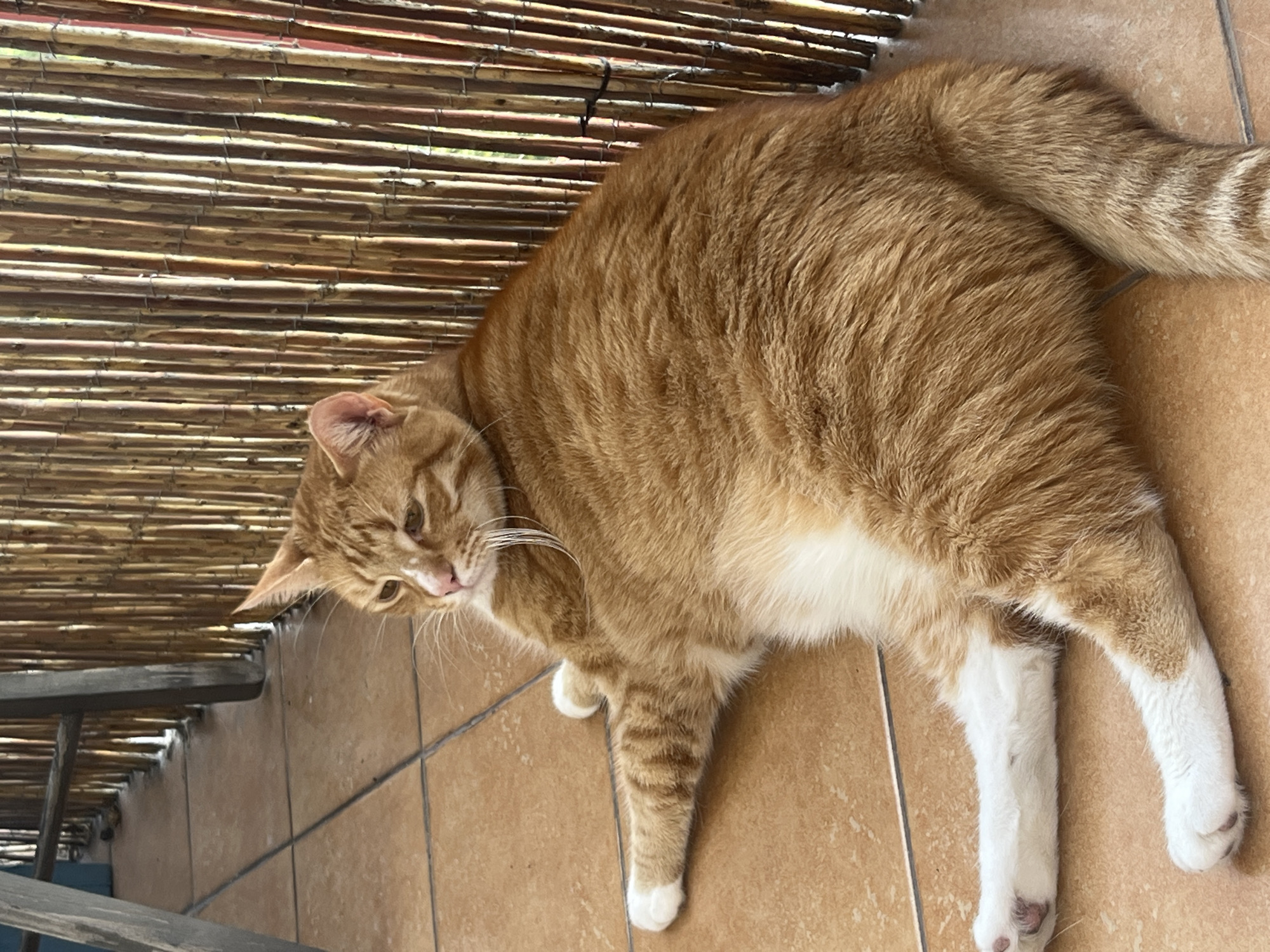 An orange tabby cat with white paws is lying on a tiled floor in front of a bamboo screen. The cat is facing to the left, with its head slightly turned towards the viewer. Its eyes are partially closed, and its mouth is slightly open, revealing its tongue. The cat's body is relaxed, and its paws are extended. The tiled floor is made of terracotta-colored square tiles. The bamboo screen is a vertical barrier made of dried bamboo stalks. In the background, a wooden structure is visible, possibly part of a patio or deck. The scene appears to be outdoors, in a sunny location. The location is not identifiable as Zabrze, Poland.