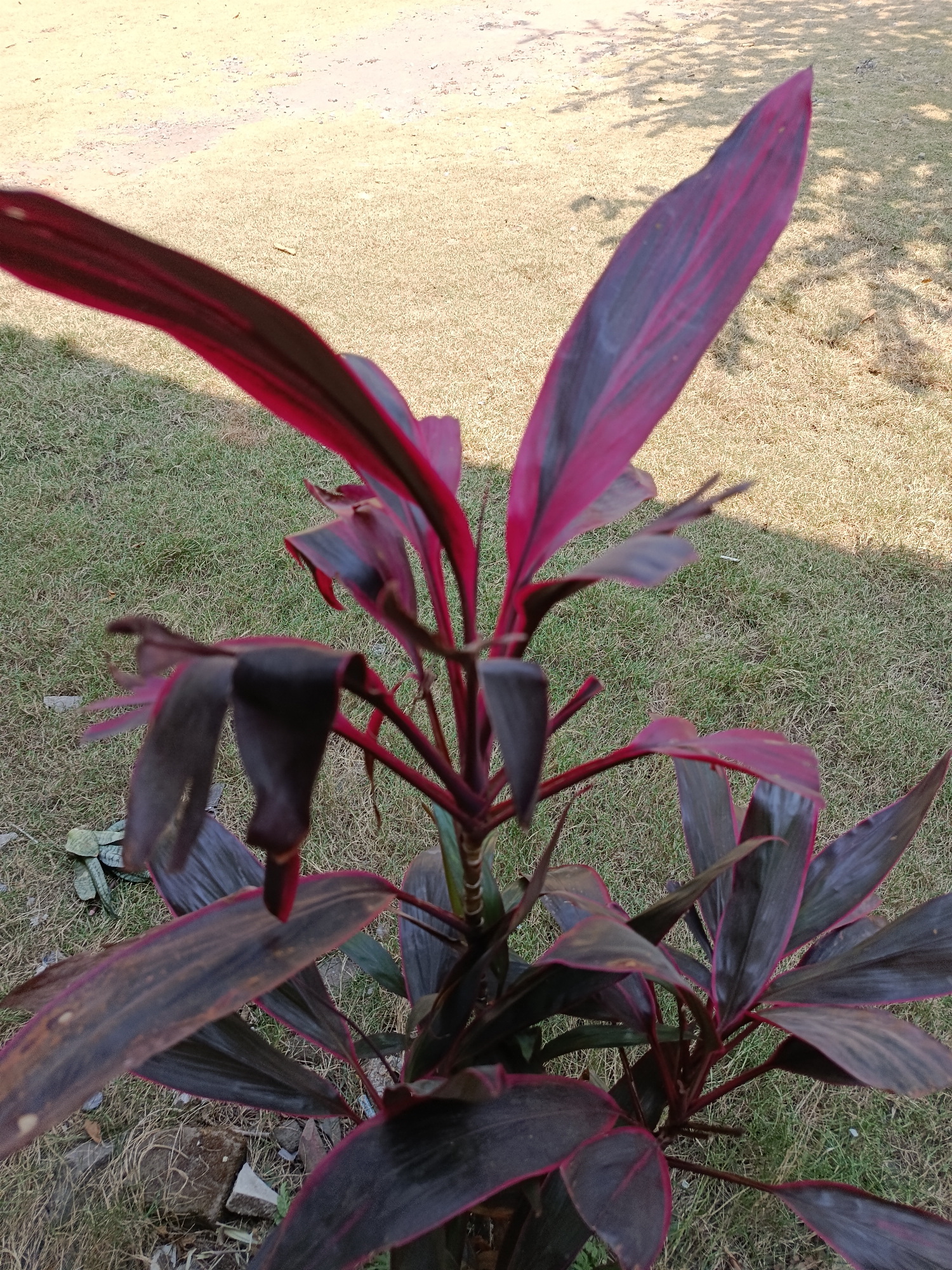 A close-up, high-angle outdoor shot captures a plant with striking dark red and purple leaves, its stems a vibrant red, set against a backdrop of dry, light brown soil and patchy green grass. The leaves are long and lance-shaped, some pointed, others slightly curled or drooping. A faint shadow of a tree or foliage falls across the dry soil area, indicating a sunny environment. The foreground shows more of the plant's dark leaves and reddish stems, with some dry grass and small rocks visible at the bottom. The image was taken in Kemiri, Indonesia.