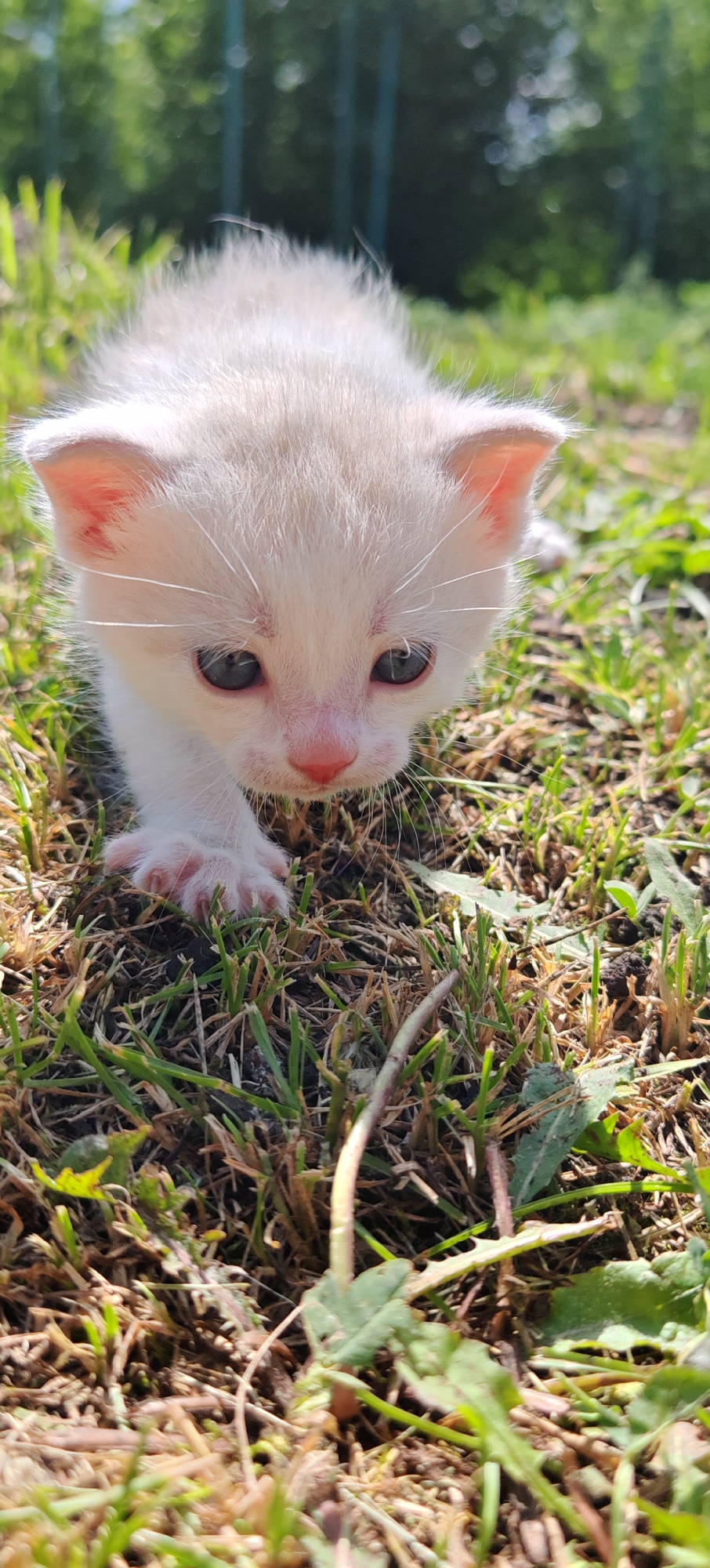 A light-colored kitten with blue eyes and a pink nose is in the foreground, walking on grass. The kitten has white fur with faint tan markings on its head and ears. Its front left paw is extended forward, touching the ground. The background is blurred, showing green grass, foliage, and what appears to be a fence in the distance. The lighting suggests it is daytime, with sunlight casting shadows. The image does not contain any information to determine its location in the city of Altayskoye, Russia.