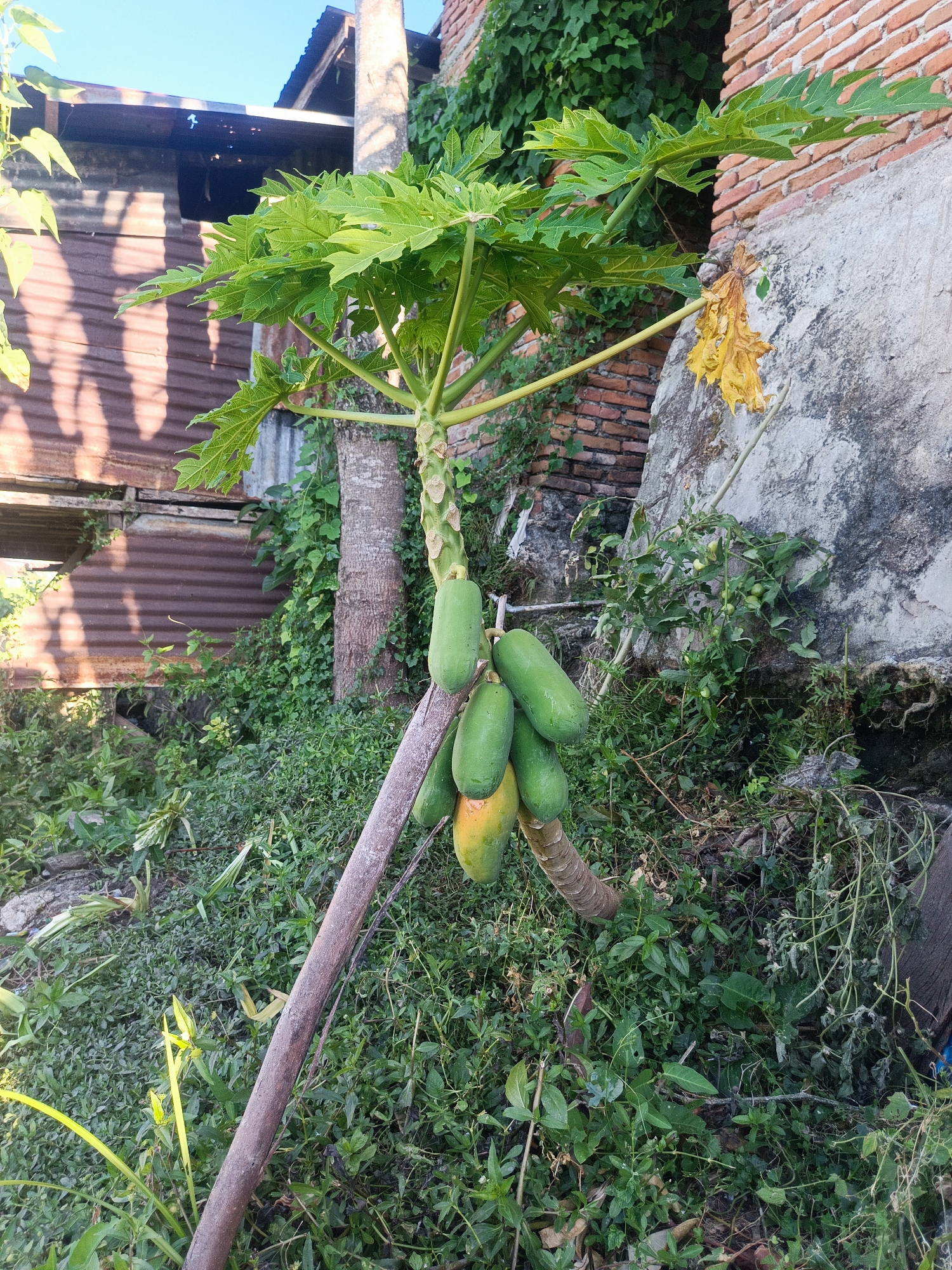 The image shows a papaya tree with several green papayas and one yellowing papaya, leaning against a rusty metal pole. The tree is situated outdoors, amidst dense green foliage and on a slight incline. In the background, a weathered brick wall and a corrugated metal structure are visible. The scene appears to be in a residential area, possibly a backyard, given the presence of these structures and the overgrowth of vegetation. The lighting suggests it is daytime, with sunlight casting shadows. The location is identified as Gorontalo City, Indonesia.