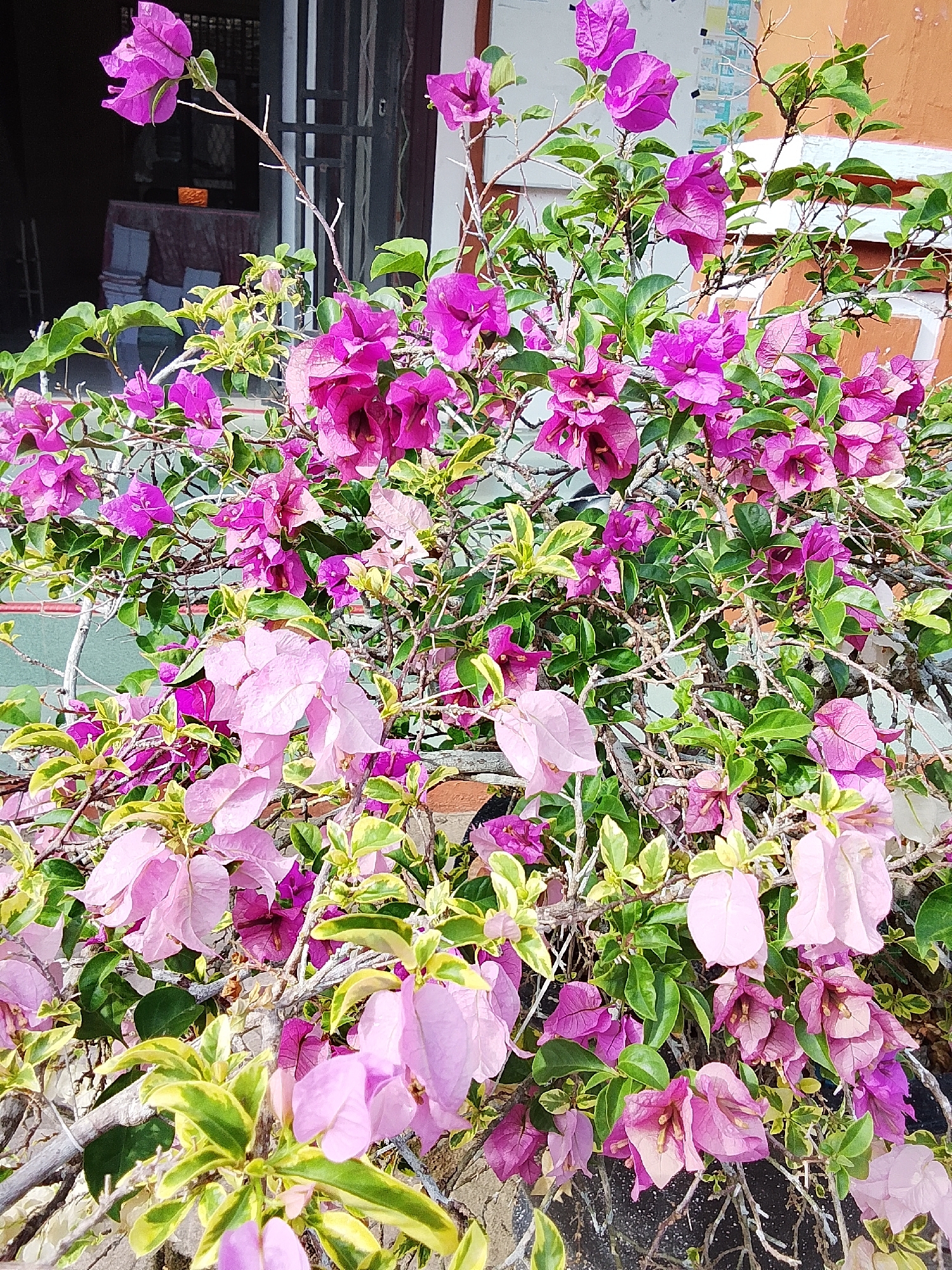 This image displays a close-up view of a vibrant bougainvillea plant in full bloom. The plant features numerous papery bracts in shades of bright pink and lighter lavender, interspersed with green leaves, some of which have yellow variegation. The branches are thin and woody, creating a tangled network. In the background, out of focus, a building with an orange wall is visible, along with a dark doorway that appears to lead into an interior space. The scene suggests an outdoor setting, possibly a garden or yard. The specific location in Keudejungkagajah, Indonesia is not visually evident from the image itself. There are no people or specific actions depicted.