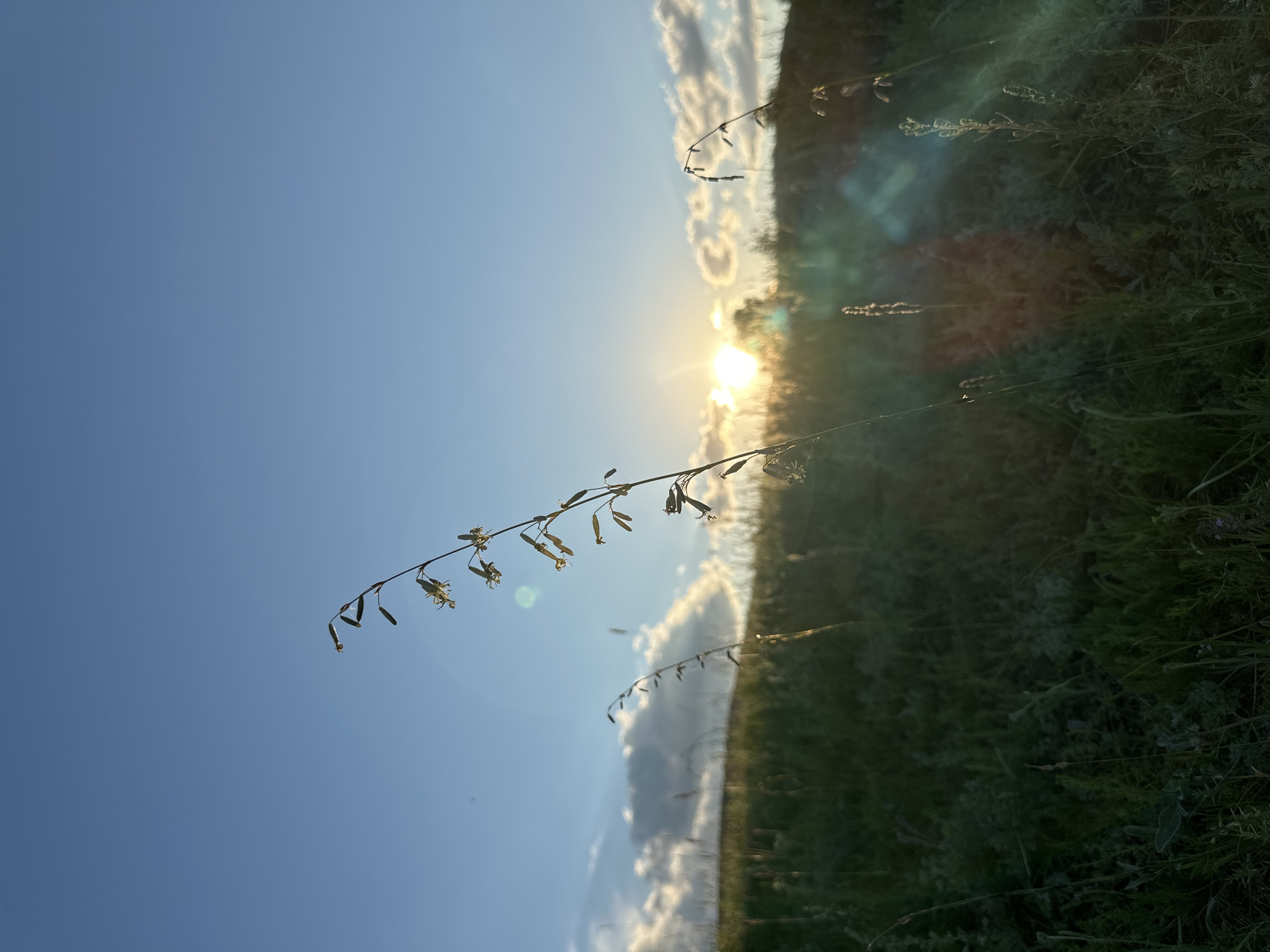 A silhouette of a plant with small flowers stands in the foreground against a backdrop of a grassy hill and a bright blue sky. The sun is setting behind the hill, casting a warm glow on the scene and creating lens flares in the image. Wispy clouds are scattered across the sky, and the overall mood is peaceful and serene. The location is outdoors, likely a field or meadow, in an unspecified urban or rural area.
