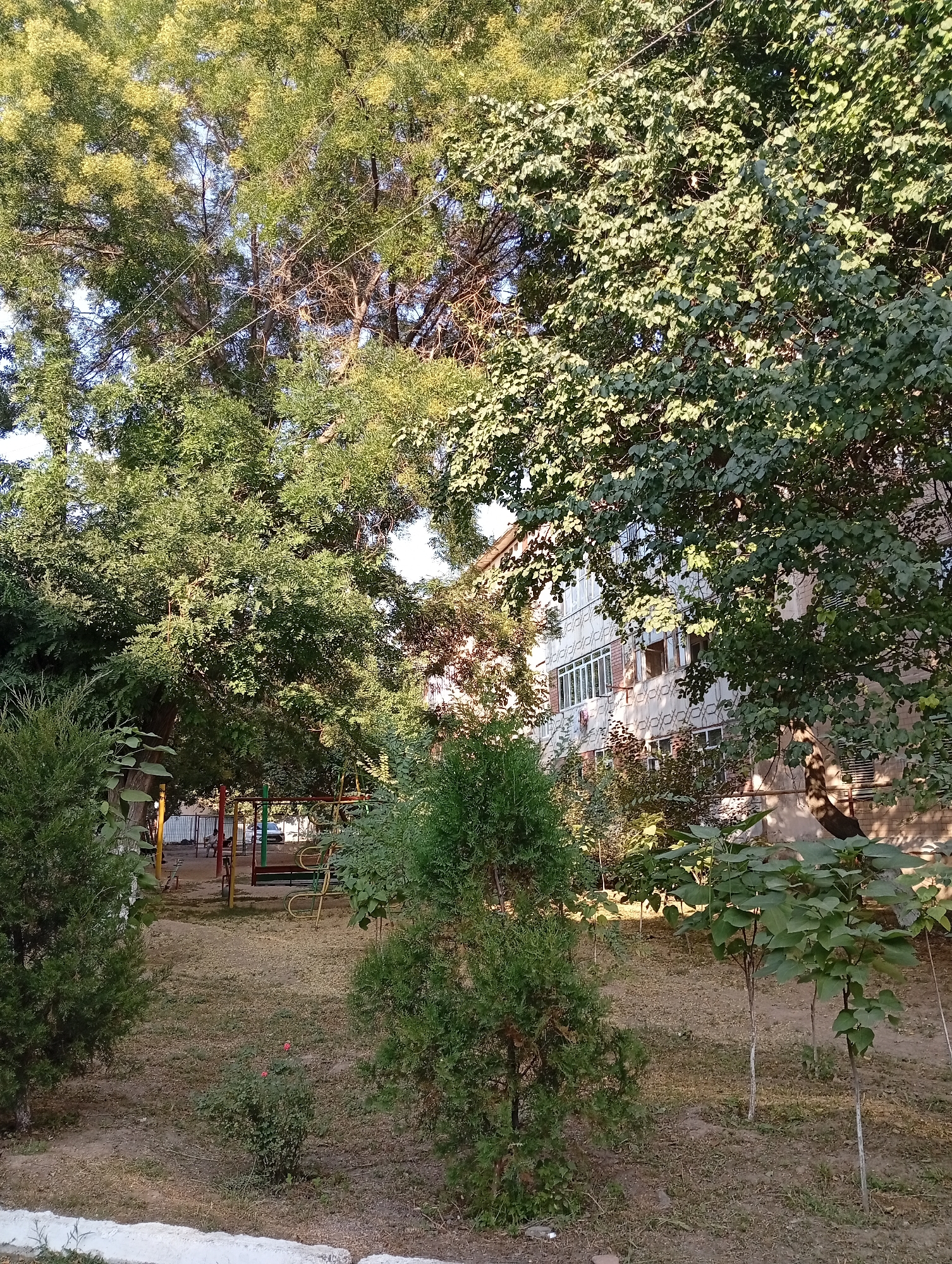 The image depicts a courtyard area in the city of Angren, Uzbekistan, likely within a residential complex. The scene is dominated by lush green trees of varying sizes, with a multi-story building visible behind them. The building appears to be constructed of light-colored materials with multiple windows and balconies, suggesting it is an apartment building. In the foreground, there are several smaller trees and shrubs, and a patch of dry grass covers the ground. A playground structure, partially obscured by foliage, is visible in the background, with colorful elements suggesting swings and slides. The lighting indicates it is daytime, with sunlight casting shadows and highlighting the leaves of the trees. There are no people or animals present in the immediate view. The overall impression is one of a well-established urban green space, possibly an amenity for the residents of the building.