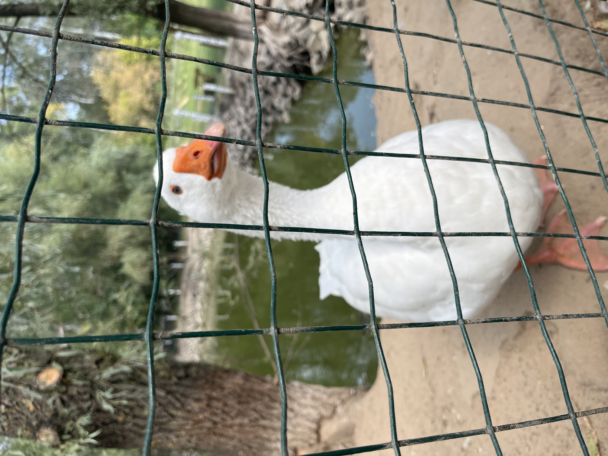 A white goose with an orange beak and orange feet is standing behind a green wire fence. The goose's head is turned to the right, and it is looking directly at the camera. The goose's body is mostly visible, and its wings are tucked in. The goose is standing on a sandy ground. In the background, there is a pond with green water, trees, and some other structures that are out of focus. The image appears to have been taken in daylight. The location is not specified in the image.