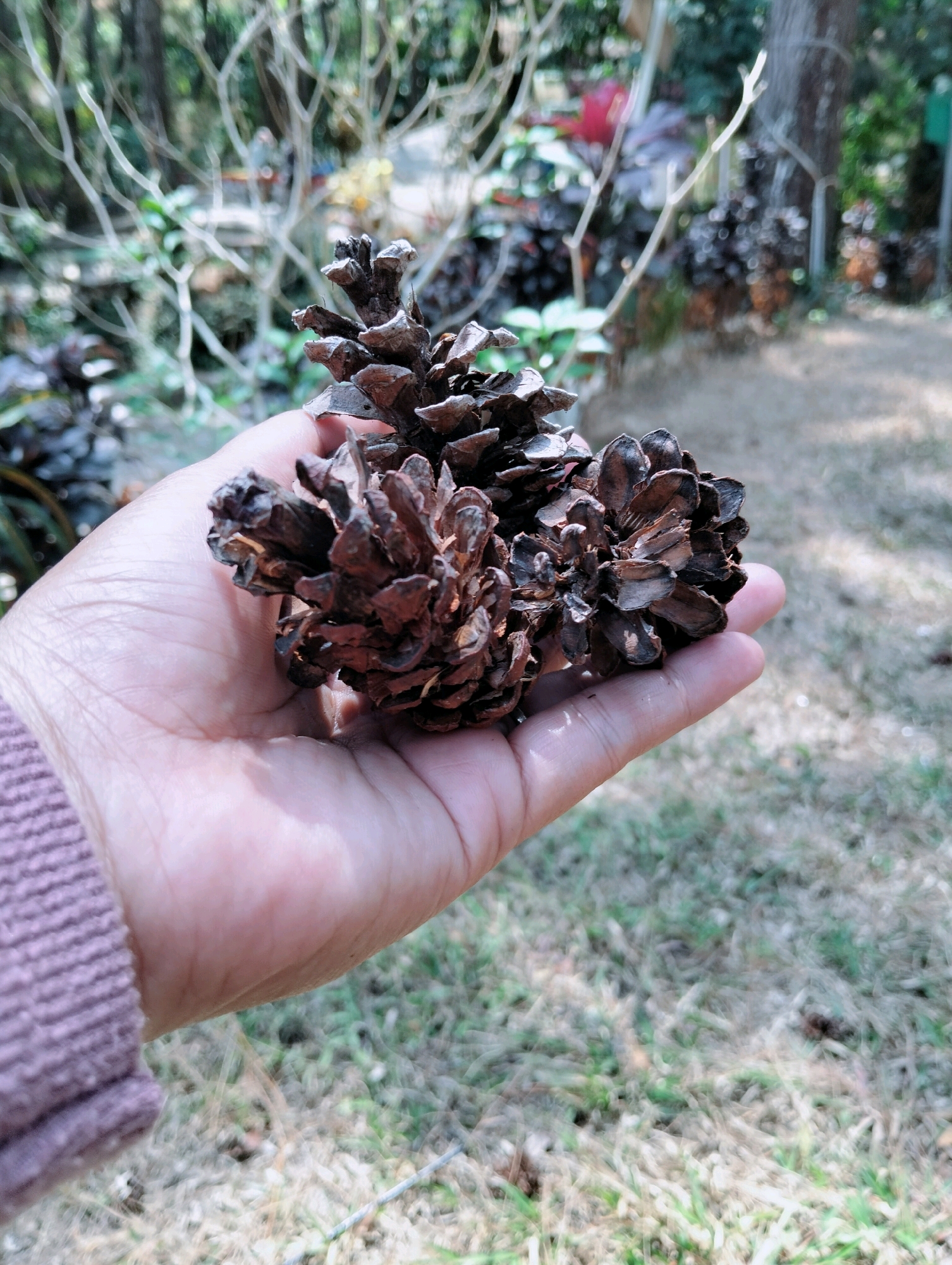 A person's left hand, with visible lines on the palm and fingers, is holding three dry, brown pinecones. The hand is covered by a purple, ribbed sweater at the wrist. The background is blurred and appears to be an outdoor environment with dry grass and sparse foliage, suggesting a natural or park-like setting. The image was taken in the city of Kaliwedi, Indonesia.