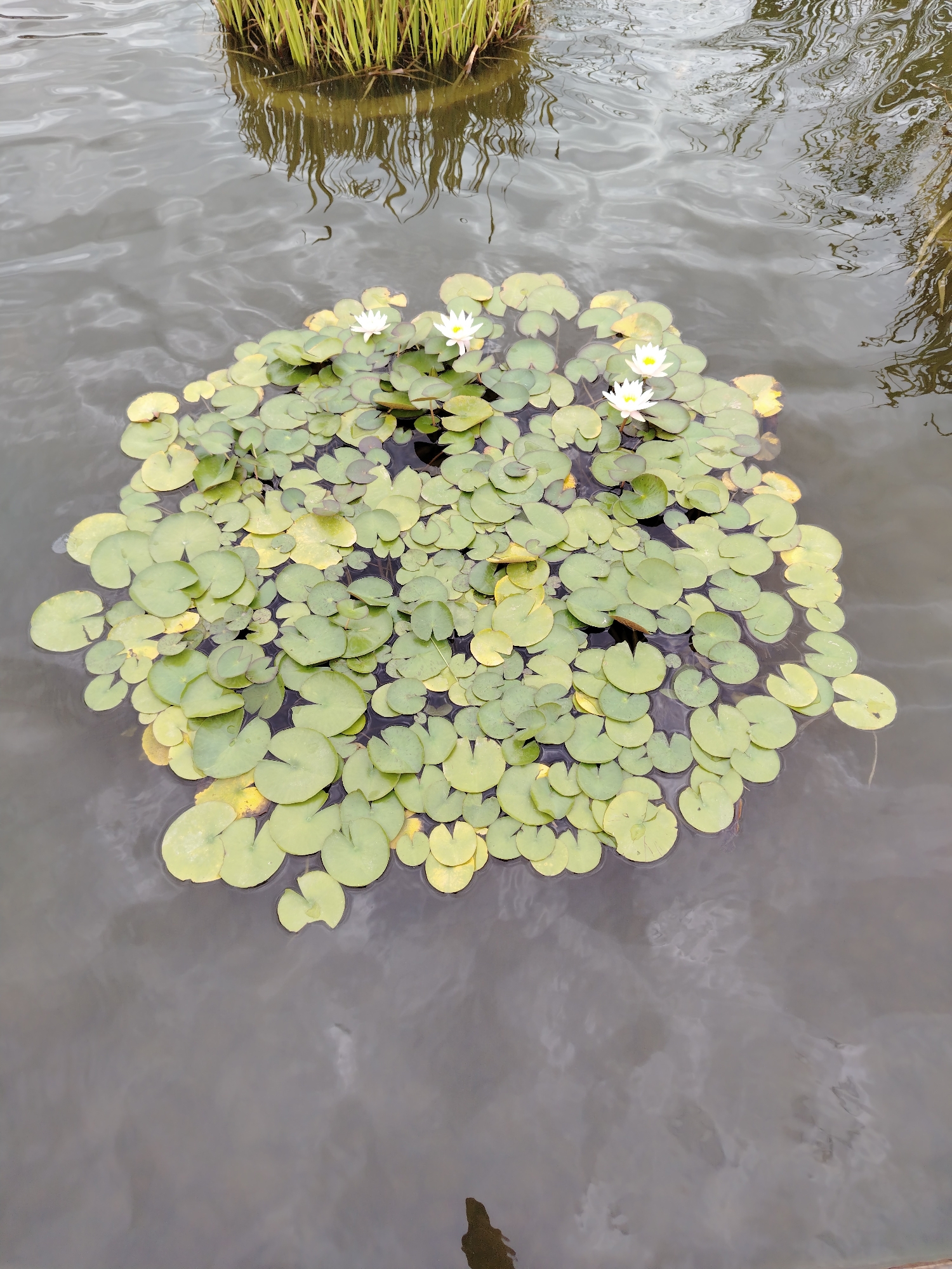 In the Sabail Raion, Azerbaijan, a cluster of lily pads floats on the surface of dark, rippling water. Among the pads, three white water lilies are in bloom, their petals open to reveal yellow centers. The lily pads, varying in size, range in color from vibrant green to pale yellow, with some exhibiting a slight curl at their edges. The water's surface reflects the overcast sky and hints of surrounding vegetation, including the blurry stalks of reeds in the upper portion of the frame. The scene is tranquil, capturing a moment in nature's delicate ecosystem.