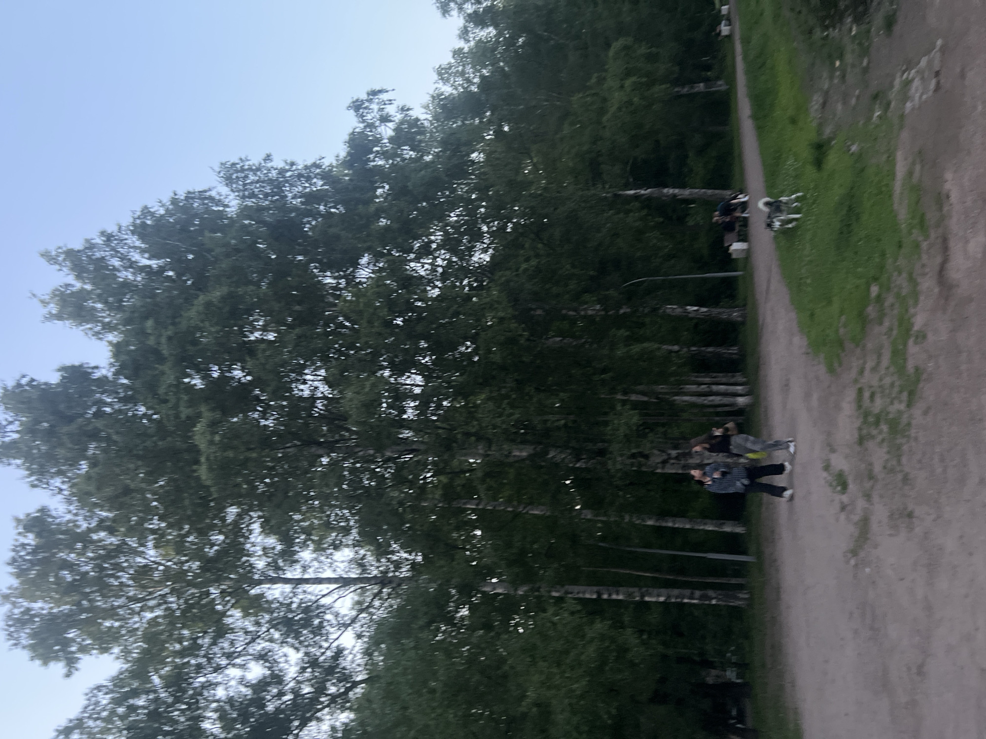 This image, captured in the city of Unknown, Russia, depicts an outdoor park or wooded area under natural daylight, suggesting late afternoon or early evening. The sky is clear and light blue.
The scene is dominated by a dense line of numerous tall deciduous trees, predominantly birch, with slender, light-colored trunks and green foliage, forming a thick backdrop and extending along the right side of the frame.
A wide, unpaved dirt path winds through the midground, appearing to fork or curve. Green grass and sparse vegetation line the edges of this path, particularly on the right side, where the terrain gently slopes upwards.
Two individuals are positioned on the dirt path in the mid-left. The person on the left wears a light-colored, possibly plaid, long-sleeved shirt, dark pants, and white shoes. The person on the right wears a dark top, patterned light-colored pants, and white shoes, holding an object in their left hand. Both are facing each other, engaged in a static interaction.
Further in the background, three additional individuals are seated on a light-colored park bench to the right of the standing pair. Their details are indistinct due to distance. Another light-colored bench is visible further along the path to the far right.
A single medium-sized dog with a multi-colored coat (dark gray, white, and black) is walking on the grassy area in the mid-right, facing left.
A tall, dark-colored pole, possibly a utility or lamppost, stands vertically near the treeline, behind the two standing individuals.