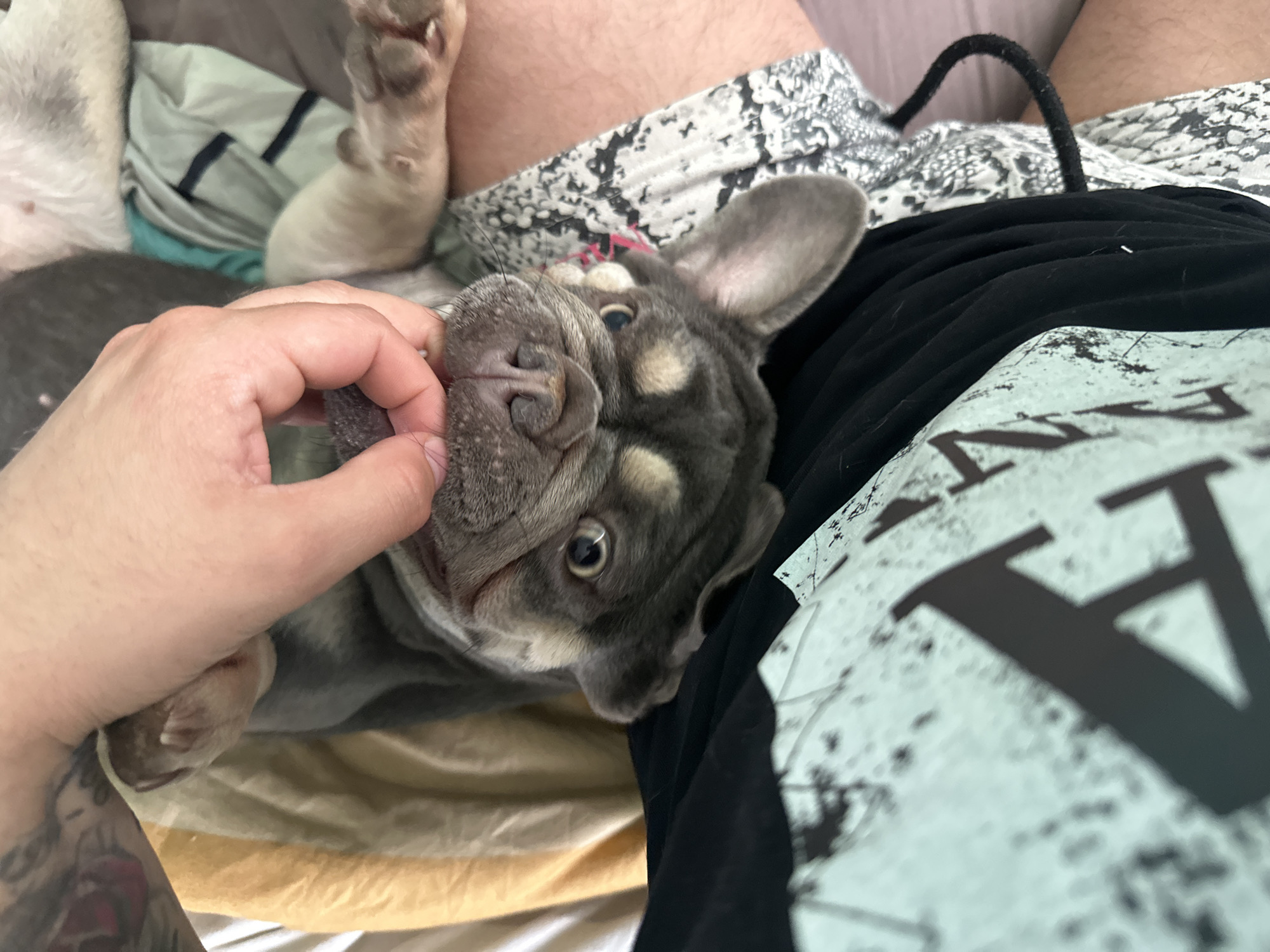 A close-up shot depicts a gray and cream French Bulldog lying on a person's lap. The person is holding the dog's muzzle. The dog's paws and the person's legs with patterned shorts are visible in the background. The person is wearing a black t-shirt with a white graphic print. The location is unknown.