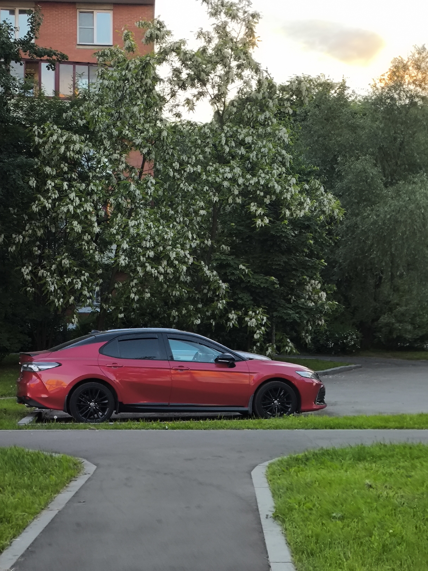 A red sedan, likely a Toyota Camry, is parked on a paved surface, viewed from its side. The car features black rims and a subtle rear spoiler. In the background, lush green trees with abundant white blossoms create a vibrant contrast against the vehicle. Behind the trees on the left, a multi-story brick building with several windows is visible, suggesting a residential or urban setting. The sky, visible in the upper right, shows a soft, warm glow, indicating either late afternoon or early evening. A paved path curves through the foreground, bordered by neatly cut green grass. The overall scene suggests a calm, possibly suburban or park-like environment during springtime or early summer when the trees are in bloom. There is no visible text in the image.