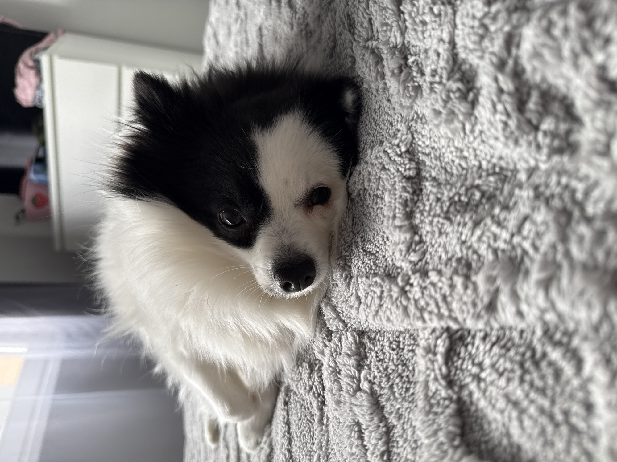 An indoor scene is depicted within a residence in Stara Zagora, Bulgaria. The primary subject is a small, bicolored domestic canine, likely a Papillon or similar toy breed, featuring black and white fur. The dog is lying prone on its left side on a light gray, textured fleece blanket with a swirling pattern, its head resting on the surface. Its left side of the head and ear are predominantly black, while the right side of its face is white with a black patch around the right eye. The dog's black muzzle and nose are clearly visible, and it is looking directly towards the viewer with an alert expression. In the background to the left, a window provides diffused natural light, partially obscured by sheer white curtains. To the right, a white multi-drawer dresser is visible, upon which rests a dark television screen. A pink plastic basket, possibly with a strawberry pattern, and a pink garment draped over the television screen are also present. No human subjects or direct interactions are observed.