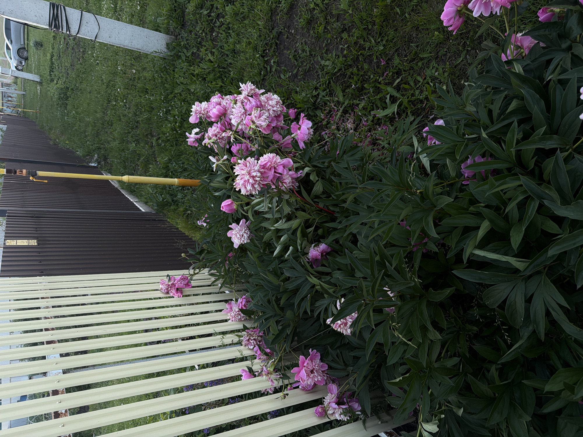 The image depicts a cluster of pink peonies in bloom, situated next to a light-colored metal fence. The fence appears to be partially angled and leans against a darker, corrugated metal fence. Behind the fences, a grassy area is visible, with a yellow pole and a concrete utility pole in the background. Further back, cars are parked on a paved surface. The scene is outdoors, with lush green foliage surrounding the peonies.