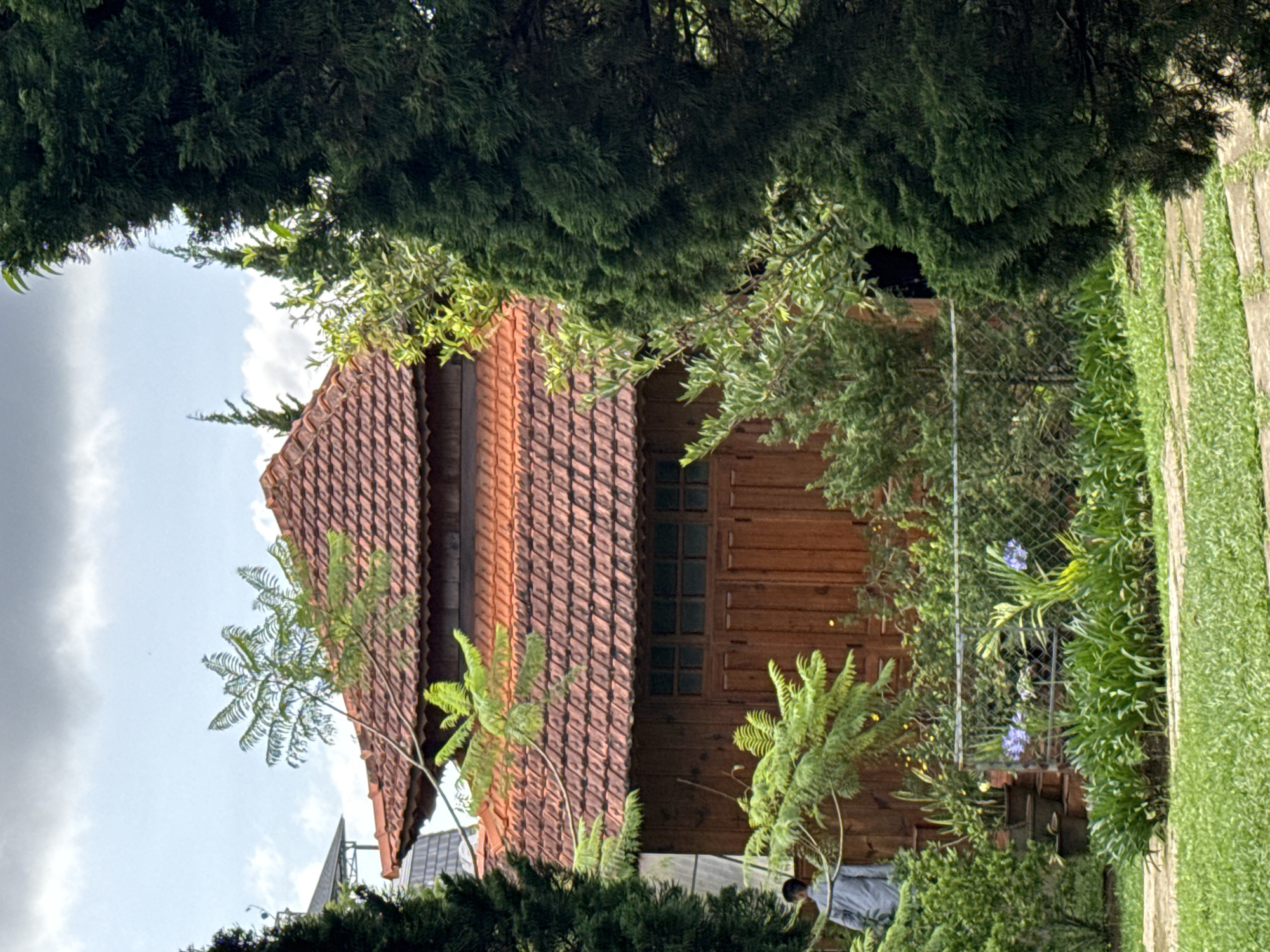 The image captures a charming house with a reddish-brown tiled roof and wooden walls, set amidst lush green foliage under an overcast or partly cloudy sky. The house features a multi-tiered, gabled roof design and visible windows with multiple panes.
Dense evergreen trees and various smaller green plants, including ferns, heavily frame the house, creating a verdant environment. A chain-link fence is partially visible, separating the immediate area around the house from a neatly trimmed grassy path or lawn on the right side of the frame. Behind the fence, some purple flowers can be seen among the greenery.
A person, appearing to be male and wearing a light-colored shirt, is partially visible behind some plants near the lower section of the house. The scene depicts a tranquil, garden-like setting, suggesting a residential area. The lighting indicates it is daytime, likely late morning or afternoon, with diffused sunlight due to the cloud cover. The overall ambiance is peaceful and natural, consistent with the location context of Da Lat, Vietnam. No visible text is present in the image.