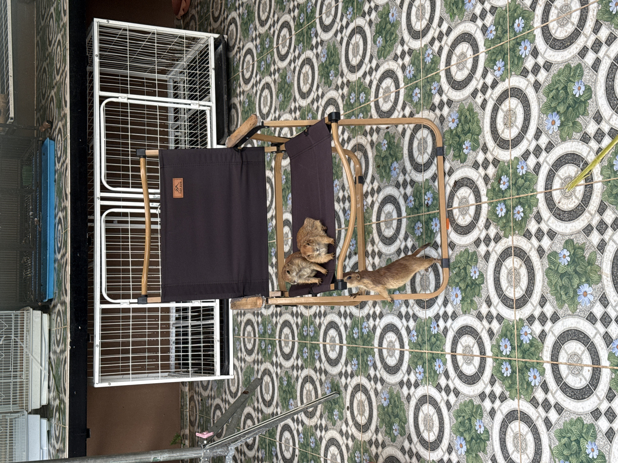 Three prairie dogs are visible on a folding chair outdoors. Two prairie dogs are seated on the seat of the chair, and one prairie dog is standing on its hind legs and appears to be climbing up the side of the chair. The chair is situated on a patterned tile floor. In the background, several wire cages are visible. The scene appears to be an outdoor patio area. The location is identified as Wichit, Thailand.