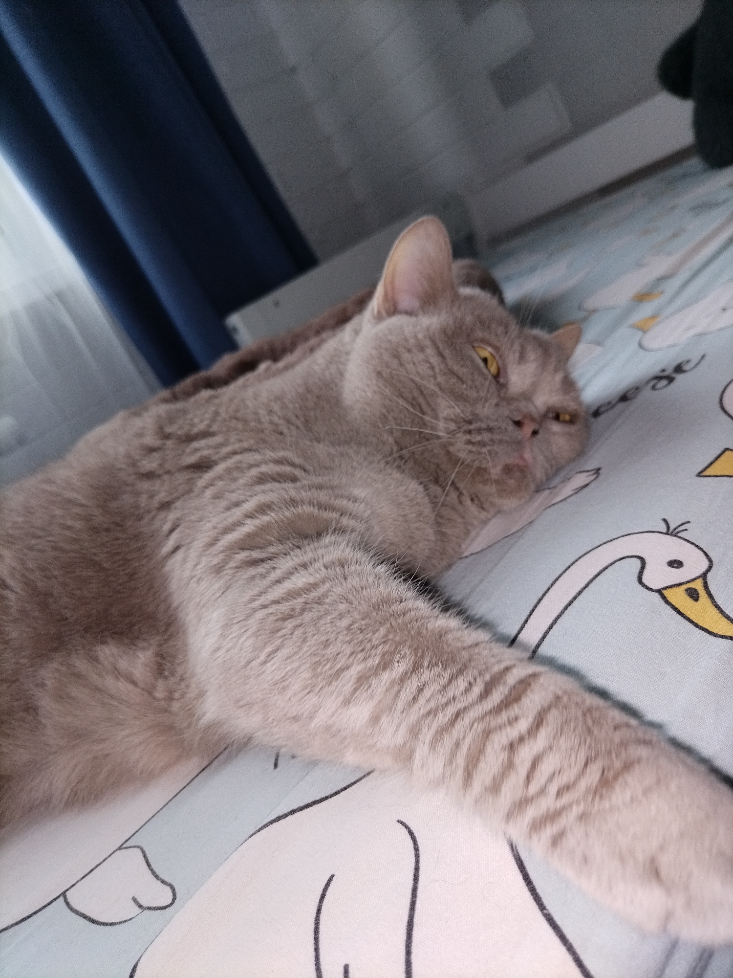 A light gray, fluffy cat with yellow eyes lies on a bed with a white and light blue swan-patterned duvet. The cat is positioned diagonally, facing right with its head slightly tilted. Its left paw is extended forward, resting on the duvet. The background shows dark blue curtains on the left and a textured white wall on the upper right. The scene appears to be indoors.