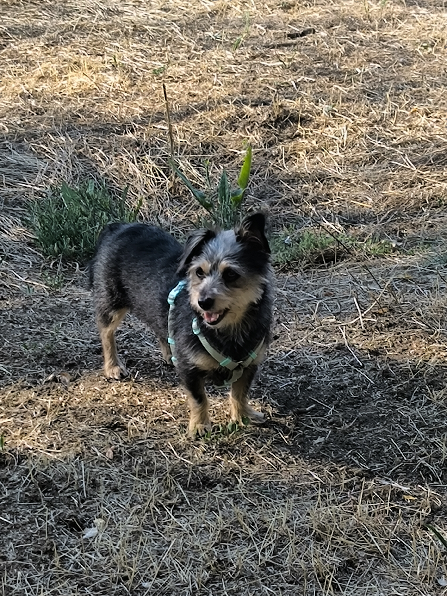 A small, scruffy dog with dark and grey fur stands in dry grass. The dog is wearing a light blue harness. Its mouth is open and its tongue is visible. The background consists of dry, light brown grass and some green plants. The lighting suggests it is daytime. The image does not provide any information about the location in Mykolaiv, Ukraine.