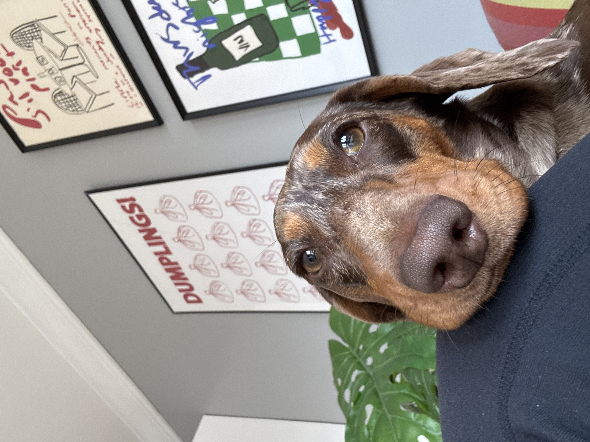 A close-up, tilted, indoor shot shows a dapple dachshund dog with brown and tan markings resting its head on what appears to be a person's shoulder or arm, which is covered in black fabric. The dog is the primary subject, with its face and head filling most of the frame. Behind the dog are three framed posters hanging on a gray wall. The posters depict graphic designs, including what appears to be a sketch of a car, a bottle of wine on a green and white checkered background, and a repeating pattern with the word "DUMPLINGS!" in red letters. A Monstera plant is partially visible in the lower right corner. The scene is indoors, likely a home, and the composition suggests the dog is being held or cuddled. There is no evidence indicating a specific location in Los Angeles, United States of America.