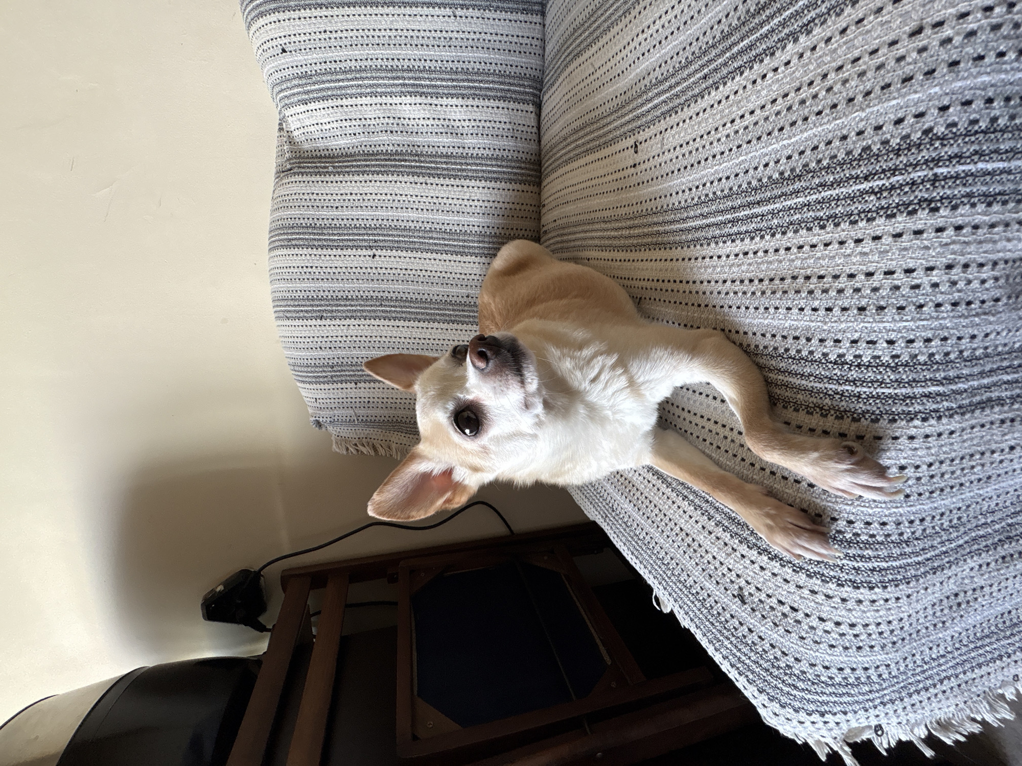 A tan and white chihuahua dog is lying on a striped sofa with a textured blanket. The dog is positioned in the center of the frame, facing towards the right side of the image. Its front legs are extended forward, and its head is turned slightly upwards, looking towards the upper right corner. The dog has large, expressive eyes and alert ears. The sofa is covered with a light-colored throw blanket with a pattern of vertical stripes in varying shades of gray and white. To the left of the sofa, a dark wooden chair with a visible black object on top is partially visible. The background consists of a plain, light-colored wall. There is a black cord running from the wall to the black object on the chair. The lighting suggests an indoor setting, possibly a living room. The image does not contain any identifiable elements that would indicate its specific location within Vratsa, Bulgaria.