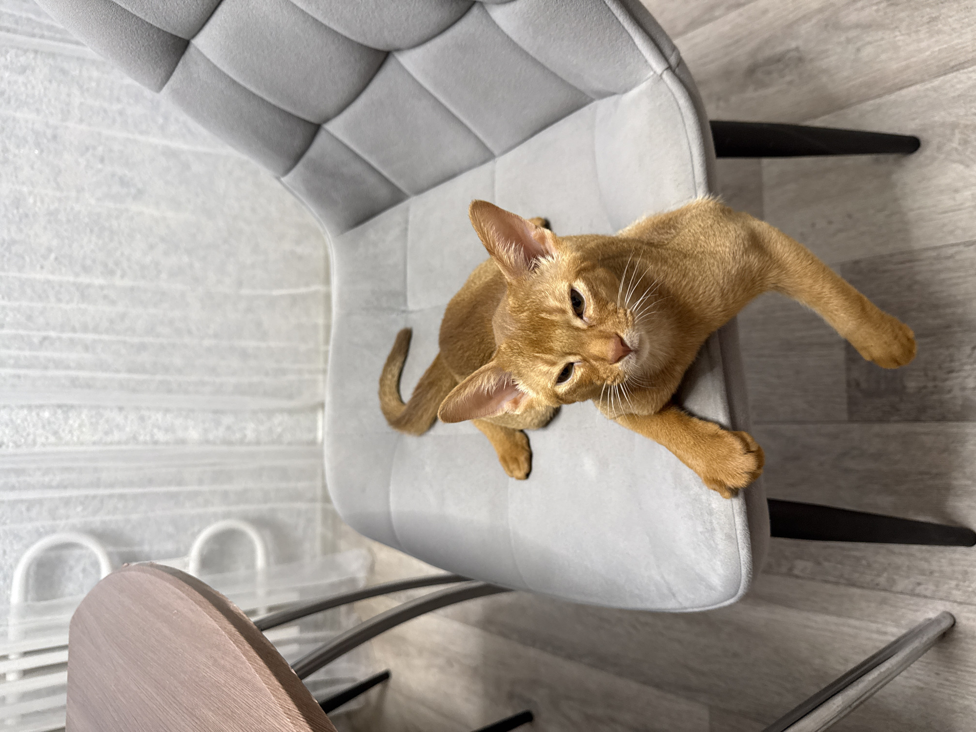 An Abyssinian cat with orange fur lounges on a grey, tufted chair in a domestic indoor setting. The cat is positioned diagonally across the seat, with its head turned towards the camera and its eyes partially closed. One paw dangles over the edge of the chair, while another is tucked beneath its body. The background features a blurred view of a dining table with a wooden top and metal legs to the left, and sheer curtains with a vertical pattern to the right. The floor appears to be light-colored wood laminate. The lighting suggests a room with natural light coming from the side. The image is a close-up shot of the cat and chair, with the surrounding environment providing context. The location is unknown, and cannot be determined to be Stary Oskol, Russia.