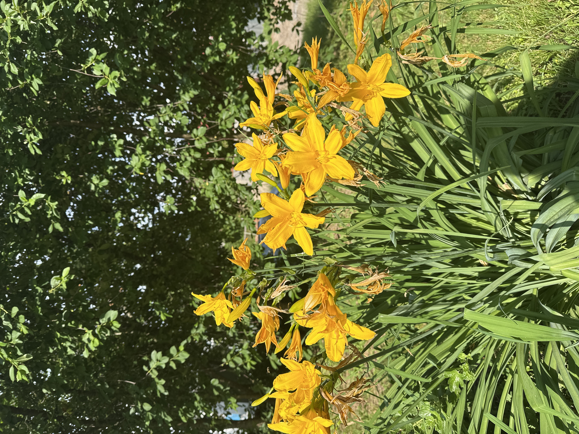 A cluster of bright yellow daylily flowers is in full bloom in front of a dense green hedge. The flowers have six petals each and some have started to wilt, showing brown tips. The long, sword-like green leaves of the daylilies form a lush base for the vibrant blossoms. The background is dominated by the dark green foliage of a hedge, with dappled sunlight filtering through the leaves, creating a bright and airy atmosphere. The scene appears to be outdoors in a garden or park. This image was taken in Nizhny Novgorod, Russia.