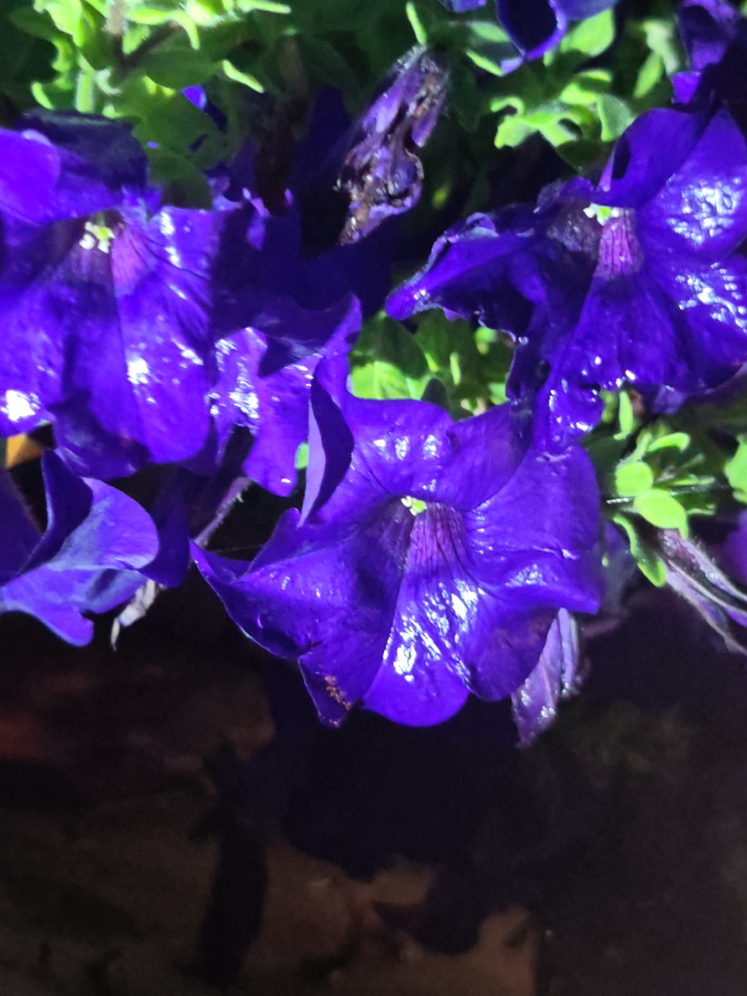 The image displays a close-up view of several purple petunias with water droplets on their petals. The flowers are in various stages of bloom, with some fully open and others partially closed. Green leaves are visible in the background, providing a contrasting color to the vibrant purple flowers. The lighting suggests it might be a dark or evening setting, with some reflections on the wet petals. There is no discernible urban or environmental context provided, so no location in "Unknown, Unknown" can be specified.