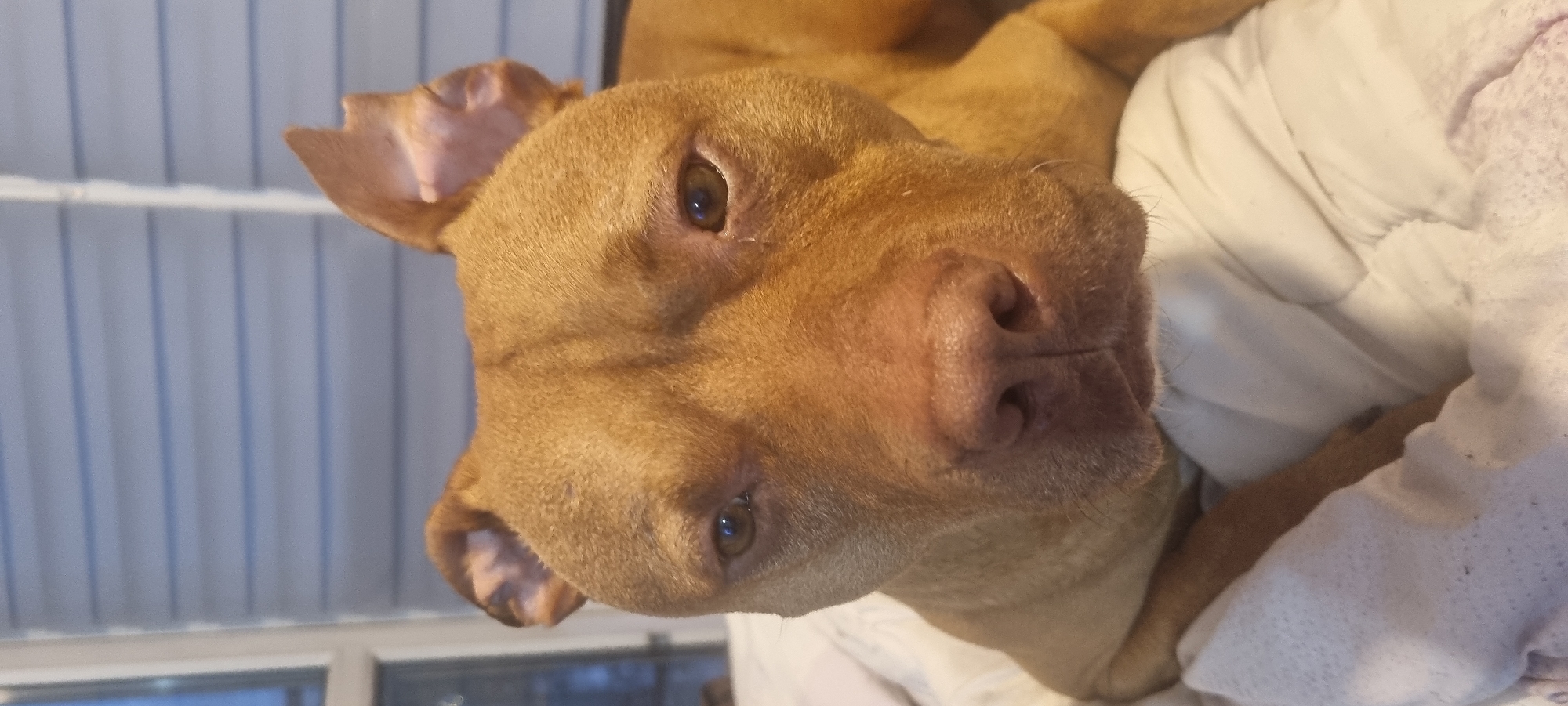 A close-up image shows a tan-colored dog, likely a pit bull mix, lying on a white and patterned surface, presumably bedding. The dog's head is oriented towards the viewer with a slight tilt. Its ears are visible and appear soft. The background includes a window and vertical blinds.