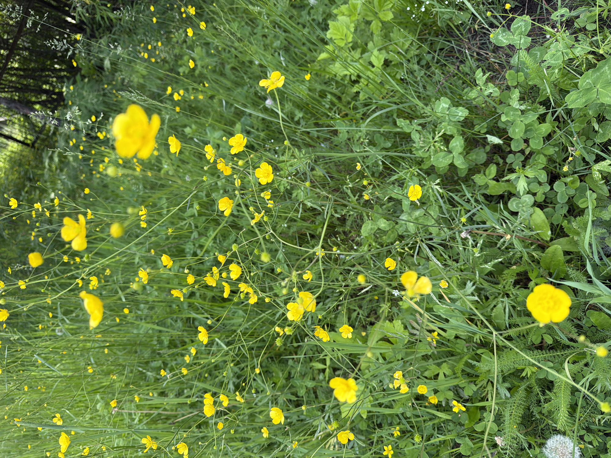 The image depicts a close-up view of a meadow filled with numerous small yellow flowers, likely buttercups, interspersed with tall green grass and clover. The flowers are scattered throughout the frame, with some in sharp focus and others blurred due to the shallow depth of field. The background is a dense blur of green foliage and dark tree trunks, suggesting a natural, possibly forested environment. The scene is set in Kul'dur, Russia. There are no people or animals visible in the image, and no specific actions or interactions are depicted. The overall impression is one of a vibrant, natural landscape during daylight.