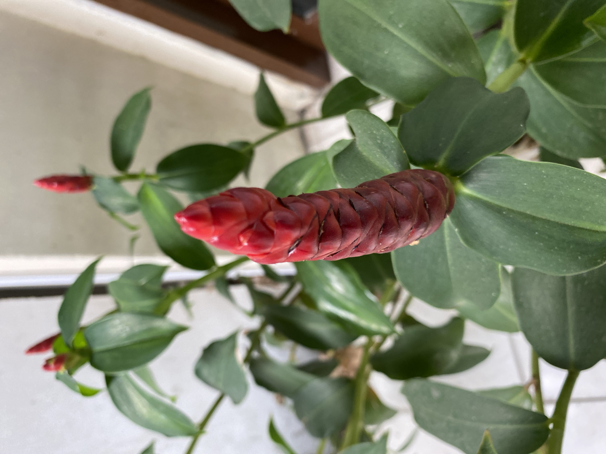 A close-up, medium shot focuses on the vibrant red cone-shaped flower of a plant, likely a Costus, with lush green leaves surrounding it. The flower is a deep, rich red, with its bracts tightly layered, forming a cylindrical shape. Several of these red flower buds are visible in the background, some smaller and less developed. The leaves are a glossy, dark green, with a slightly ovate shape and smooth edges. The plant appears to be potted and situated in an indoor or semi-outdoor environment, possibly on a balcony or near a window, as evidenced by the blurred background which shows a light-colored wall and a vertical wooden element. There is a suggestion of tiled flooring at the bottom of the frame. The lighting is soft, highlighting the texture of the flower and the sheen of the leaves. The image does not contain any people or indicate a specific location in Banda Aceh, Indonesia.