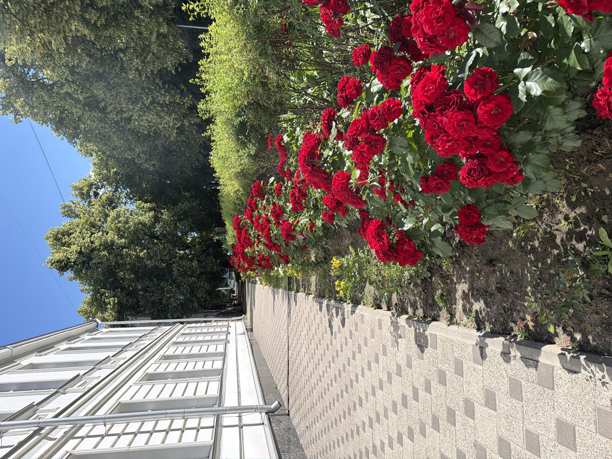 The image depicts a sunny day with a clear blue sky, likely in the late morning or early afternoon given the strong shadows cast by the trees and building. The scene is an outdoor pathway next to a building and a vibrant flower bed.
On the left, a white building with numerous windows stretches along the side of the pathway. The windows appear to be evenly spaced and have a decorative grille. A metal pipe runs horizontally along the building's facade, with another pipe extending downwards, likely a gutter.
To the right of the building, a paved pathway is visible. The pathway is constructed of light-colored rectangular stones interspersed with darker square accents, creating a checkered pattern. The pathway runs alongside a lush flower bed filled with deep red roses. The roses are in full bloom, with many clusters of velvety petals. Behind the roses, a dense green hedge forms a natural backdrop. Small yellow flowers are also scattered amongst the red roses.
Further in the background, tall green trees with dense foliage provide shade. The overall impression is one of a well-maintained garden or park area adjacent to a residential or commercial building. The bright sunlight and the abundance of blooming flowers suggest a pleasant, warm day, possibly during the summer season. There is no visible text in the image.